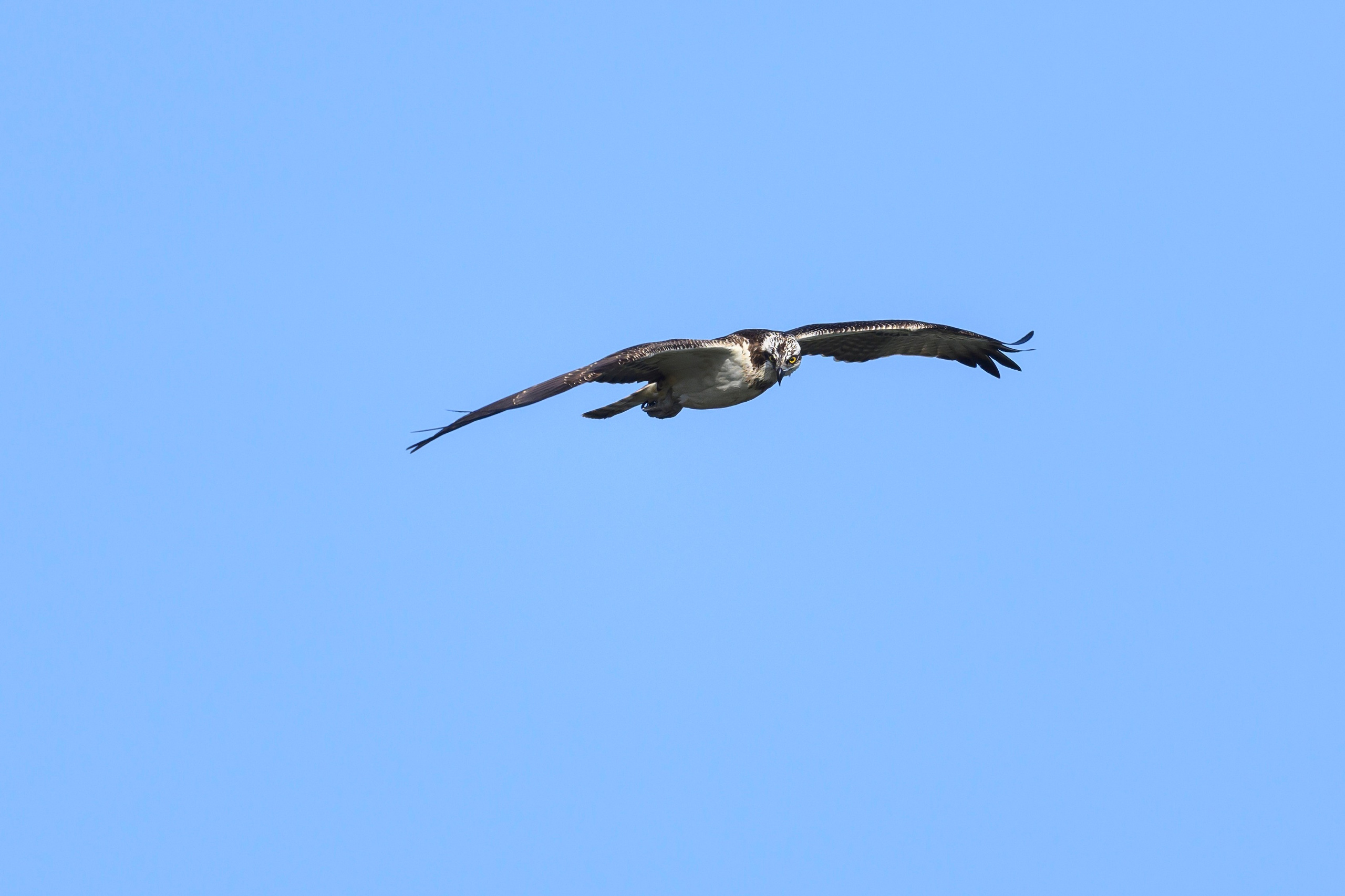 Скопа и канюк. The Osprey and the Buzzard. Фотограф Сергей Пупонин