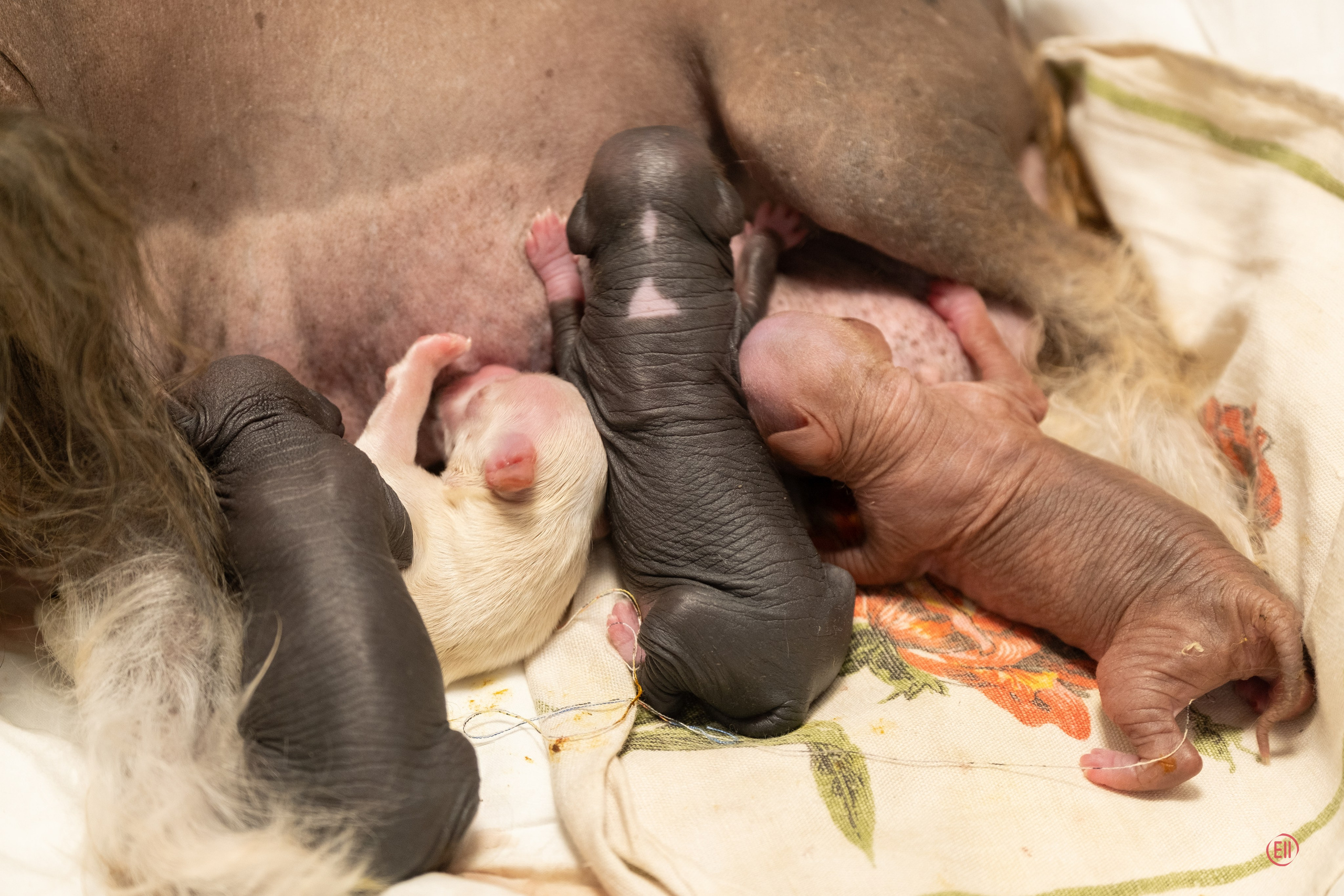 Помёт E | 20.07.2026. Poale Ell Chinese Crested Dog Kennel: Buy a puppy from the kennel