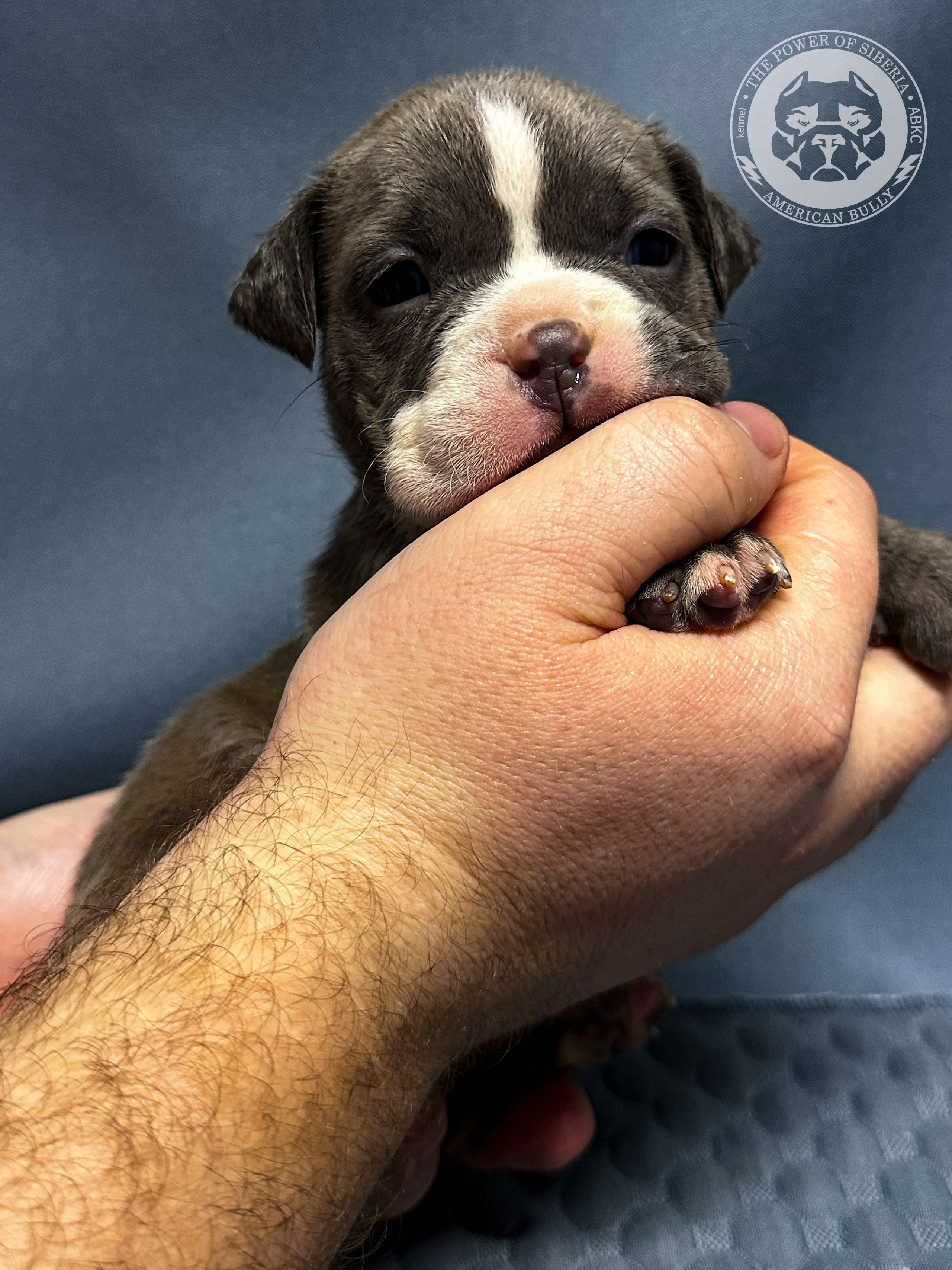 Все свободные щенки. Американский Булли в г. Ростов-на-Дону. Питомник THE POWER OF SIBERIA