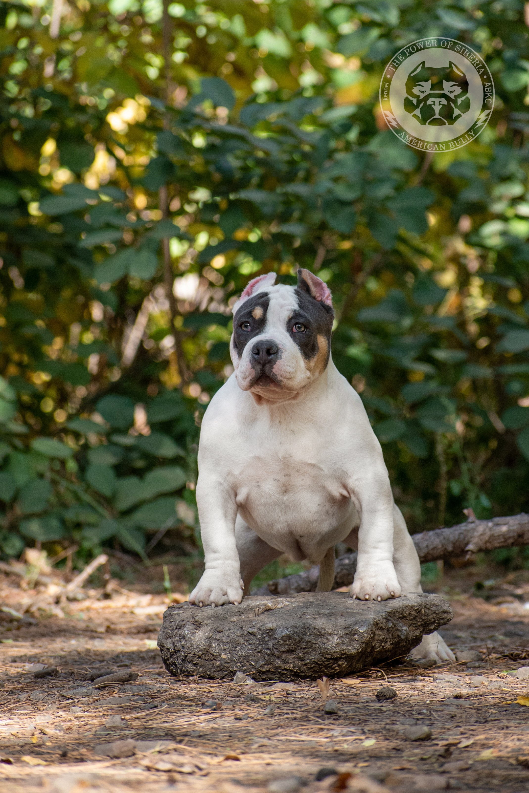 купить щенка из официального питомника американских булли в Адыгее