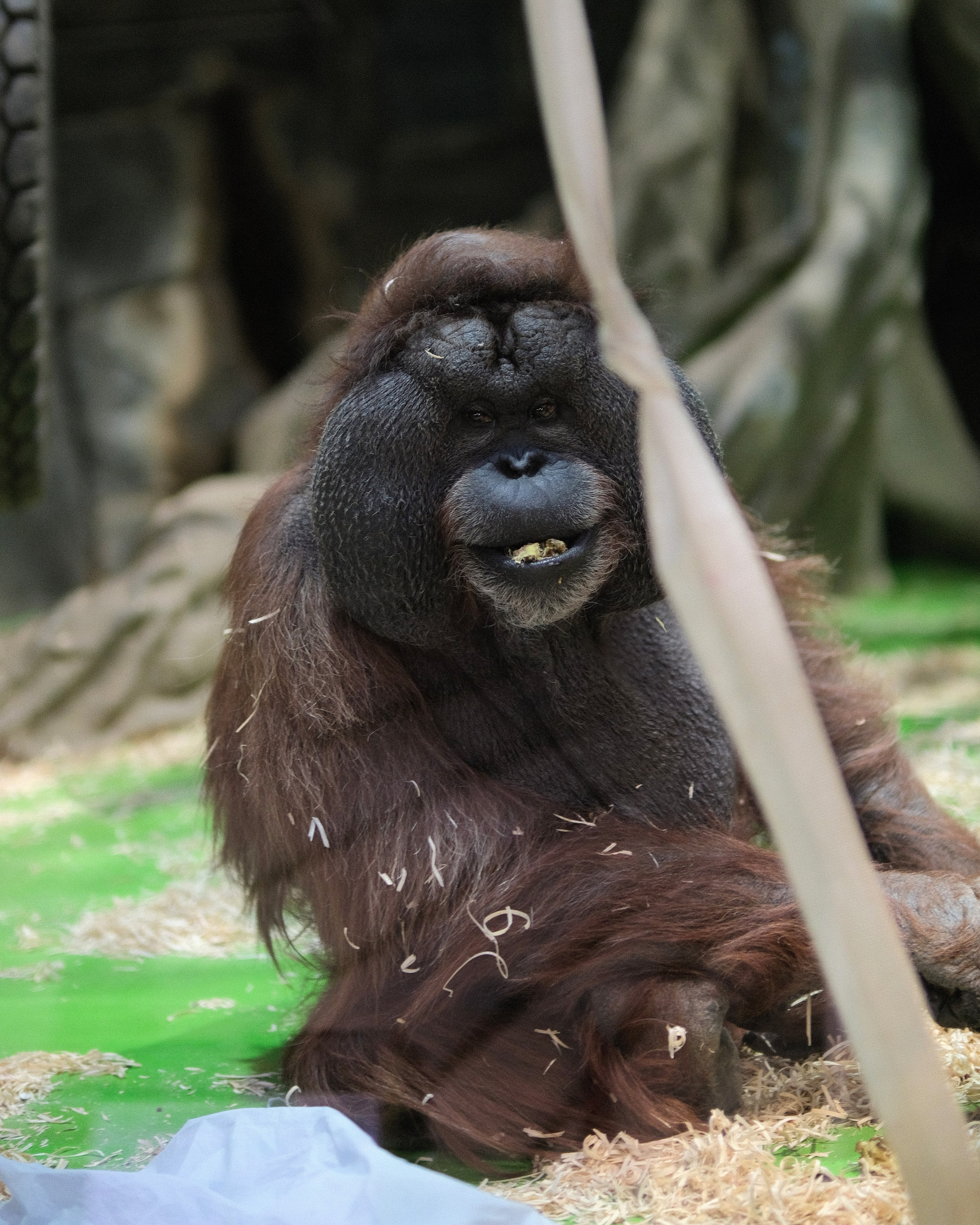 Приматы Московского зоопарка, орангутан в зимнем павильоне