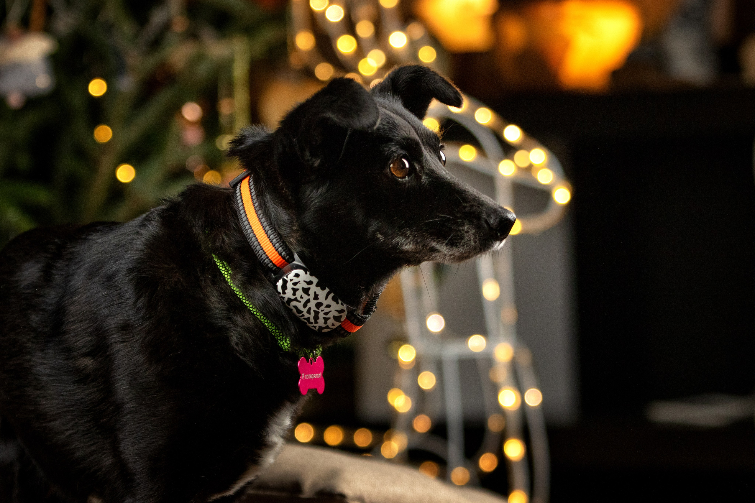 Рождественская история Бусинки. Фотограф-анималист Юлия Зубкова