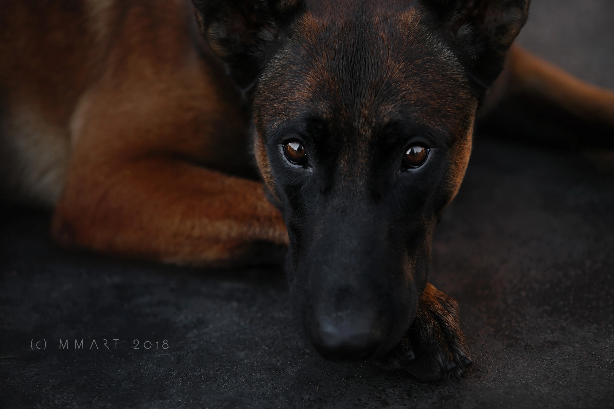 Фотограф-анималист Mary Mart — Москва, Питер