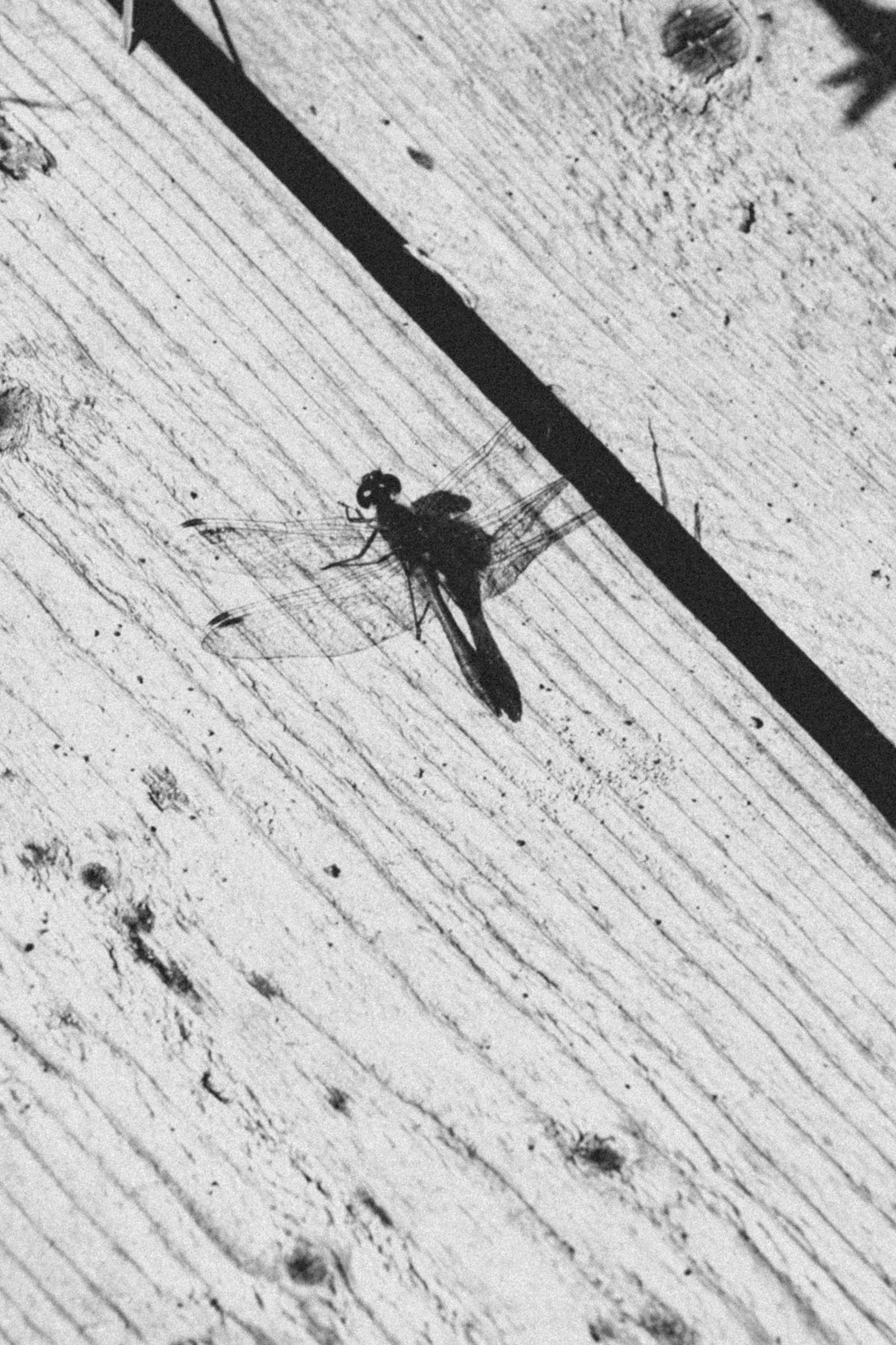 Лёгкость бытия. Арт фотограф и визуальный художник Марина Черепович