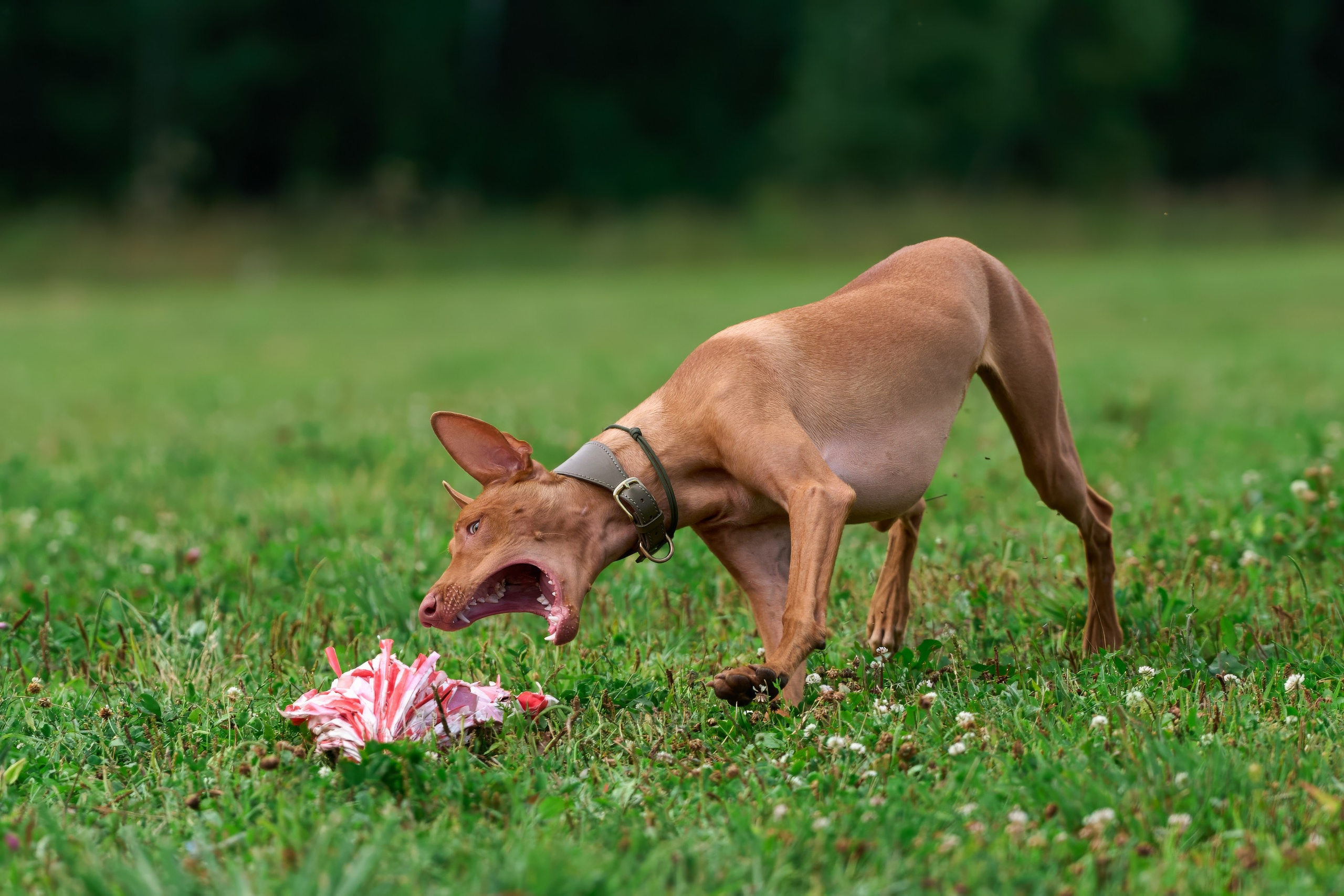 Тренировка в Донино. Фотограф-анималист Михаил Манухин
