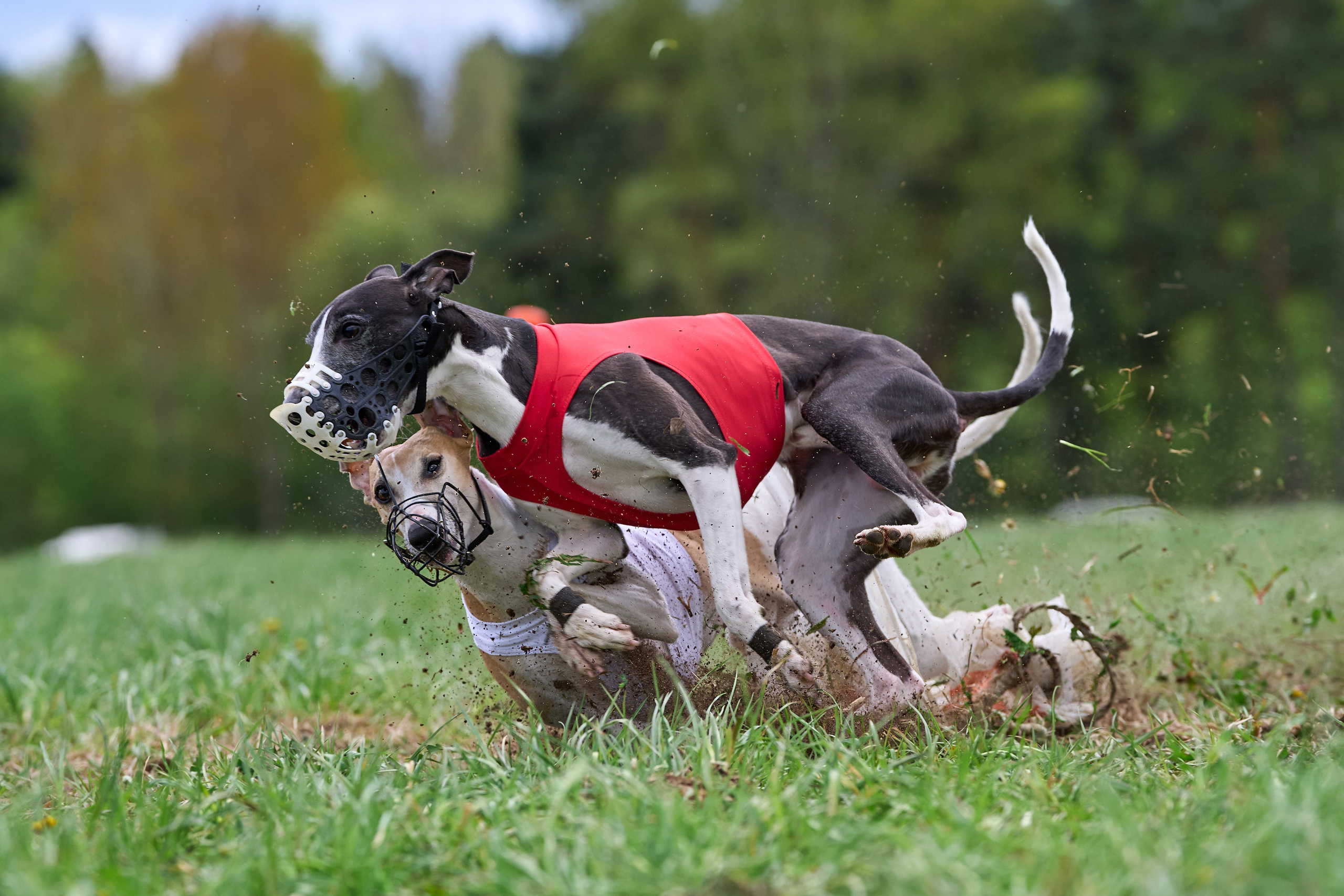 ПЧРКФ по курсингу. Фотограф-анималист Михаил Манухин