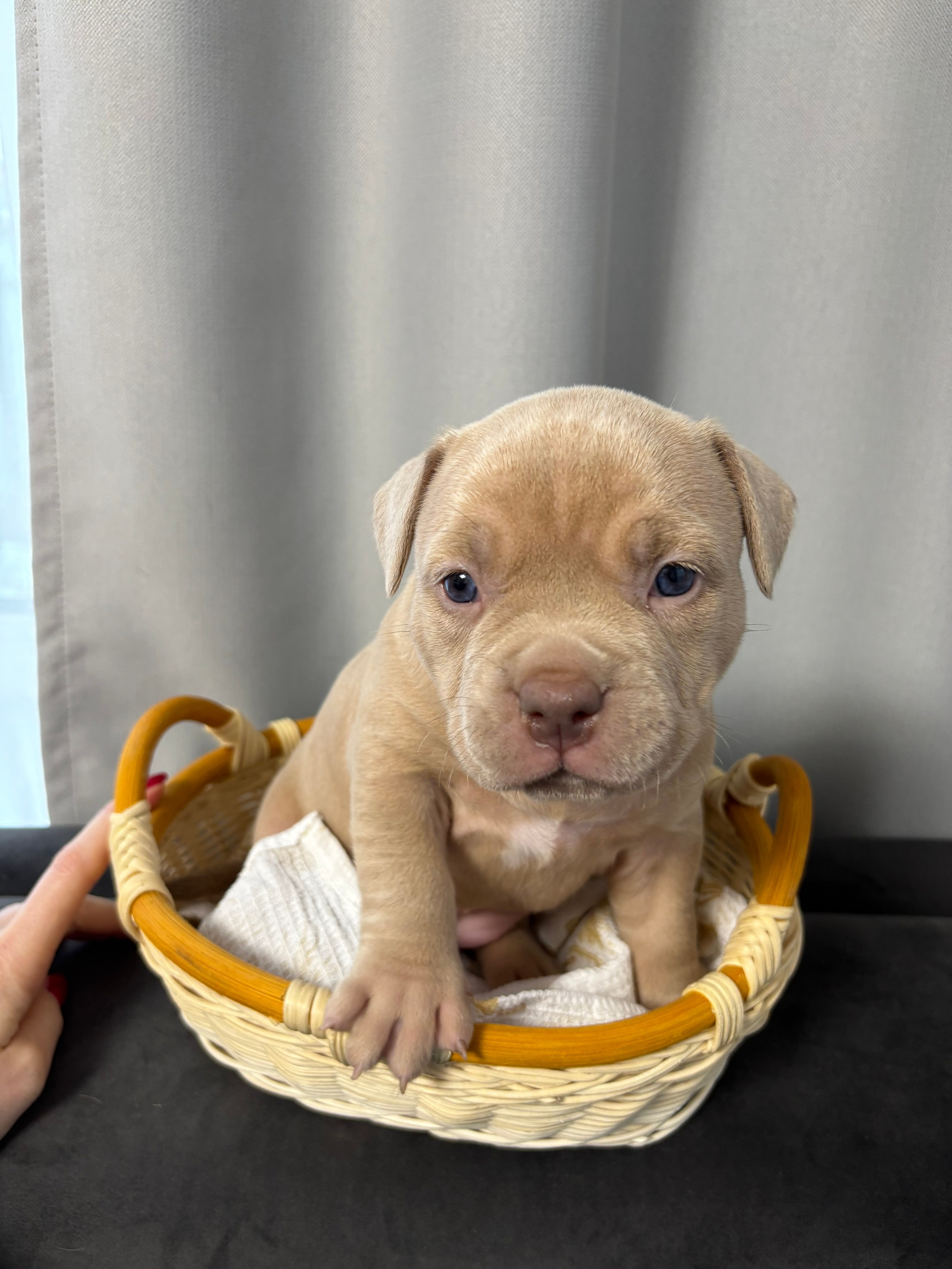 Помет Рич и Дося 04.02.25. Американский Булли в г. Ростов-на-Дону. Питомник THE POWER OF SIBERIA