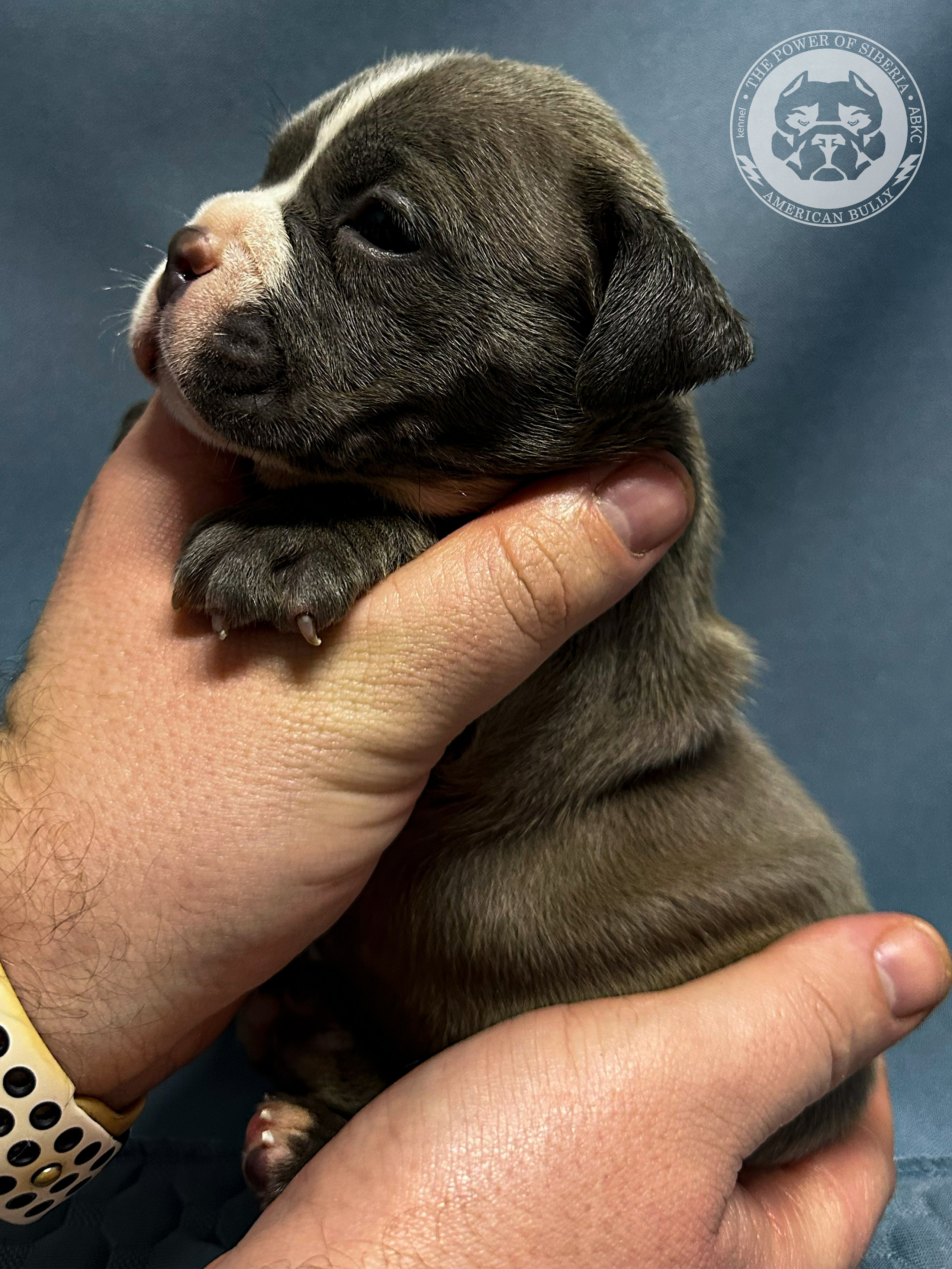 Все свободные щенки. Американский Булли в г. Ростов-на-Дону. Питомник THE POWER OF SIBERIA