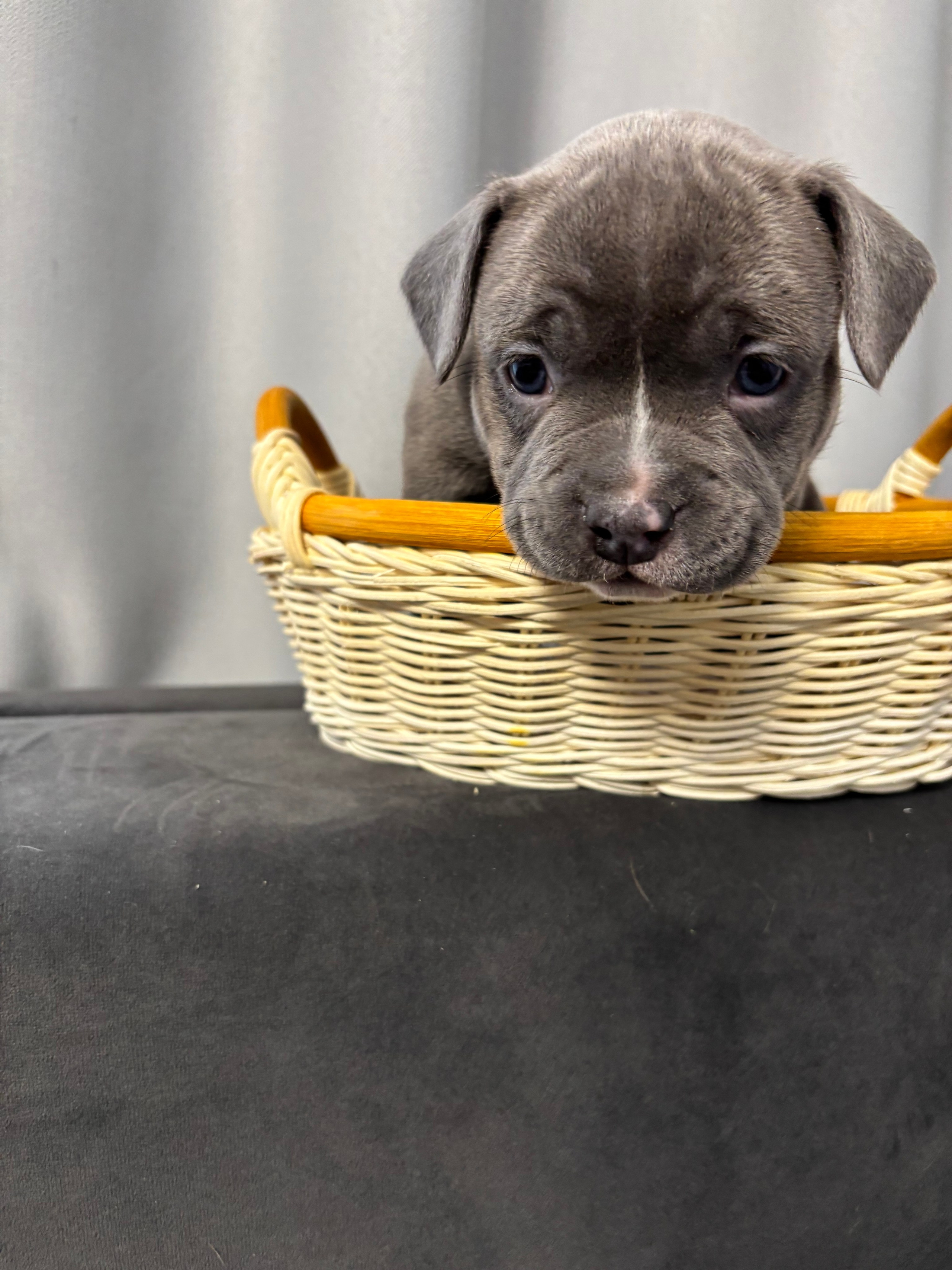 Помет Рич и Дося 04.02.25. Американский Булли в г. Ростов-на-Дону. Питомник THE POWER OF SIBERIA