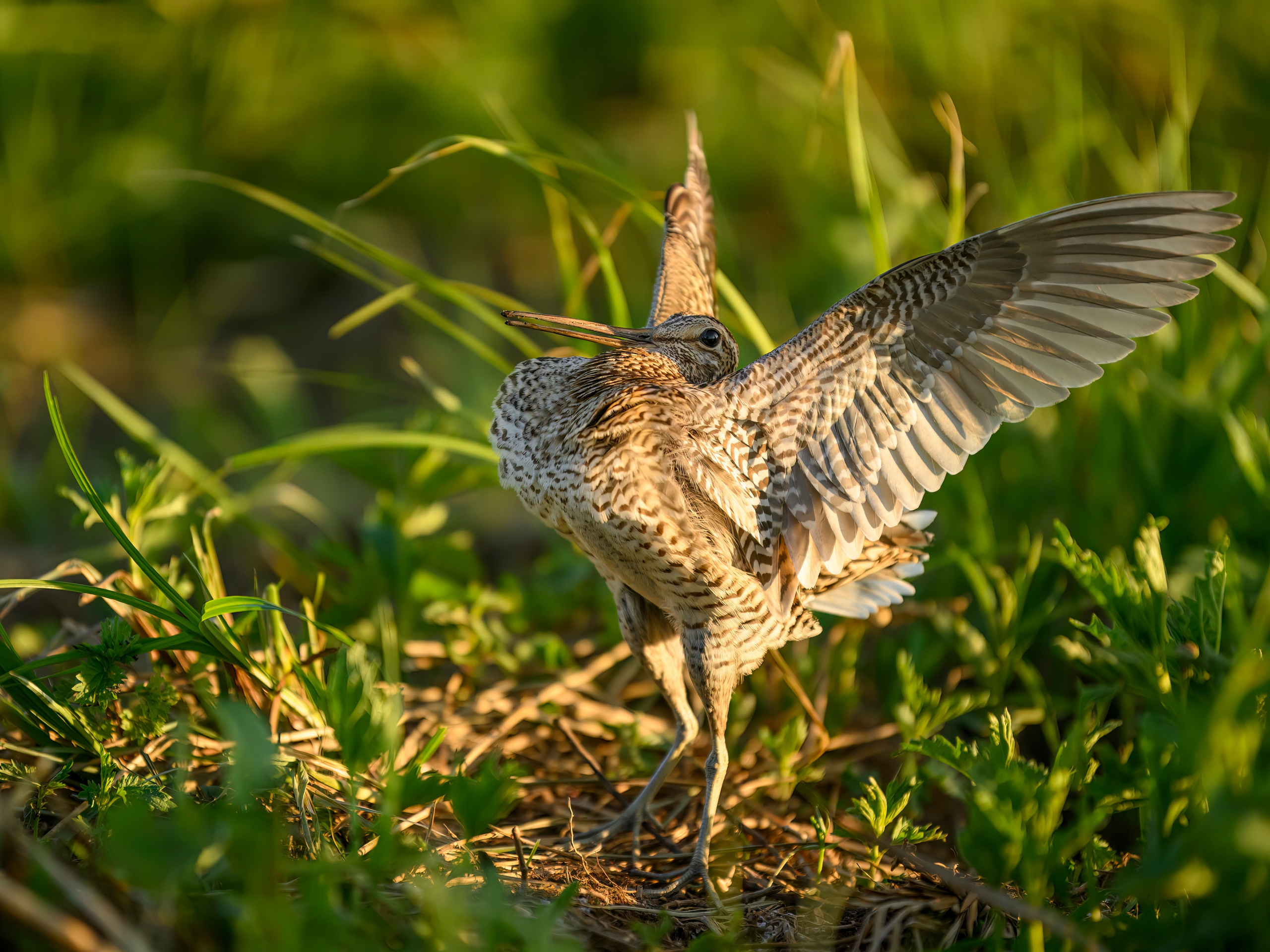 Дупелиный ток: настоящие гусары!. Фотограф Сергей Пупонин