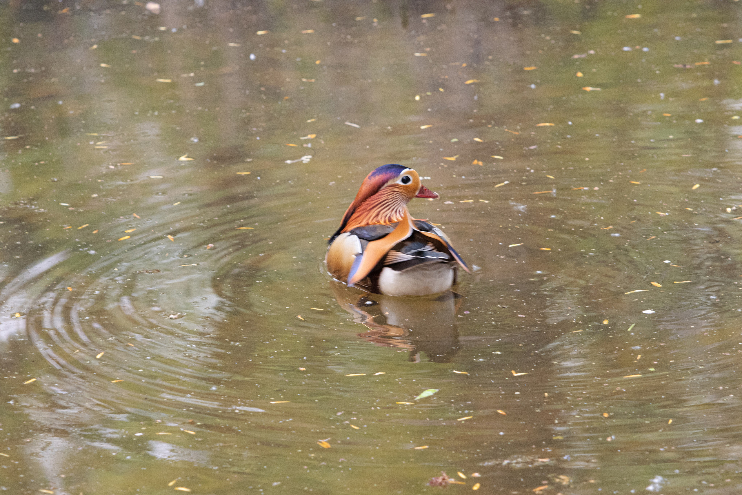 Утки Мандаринки. Дальний Восток — природа и достопримечательности