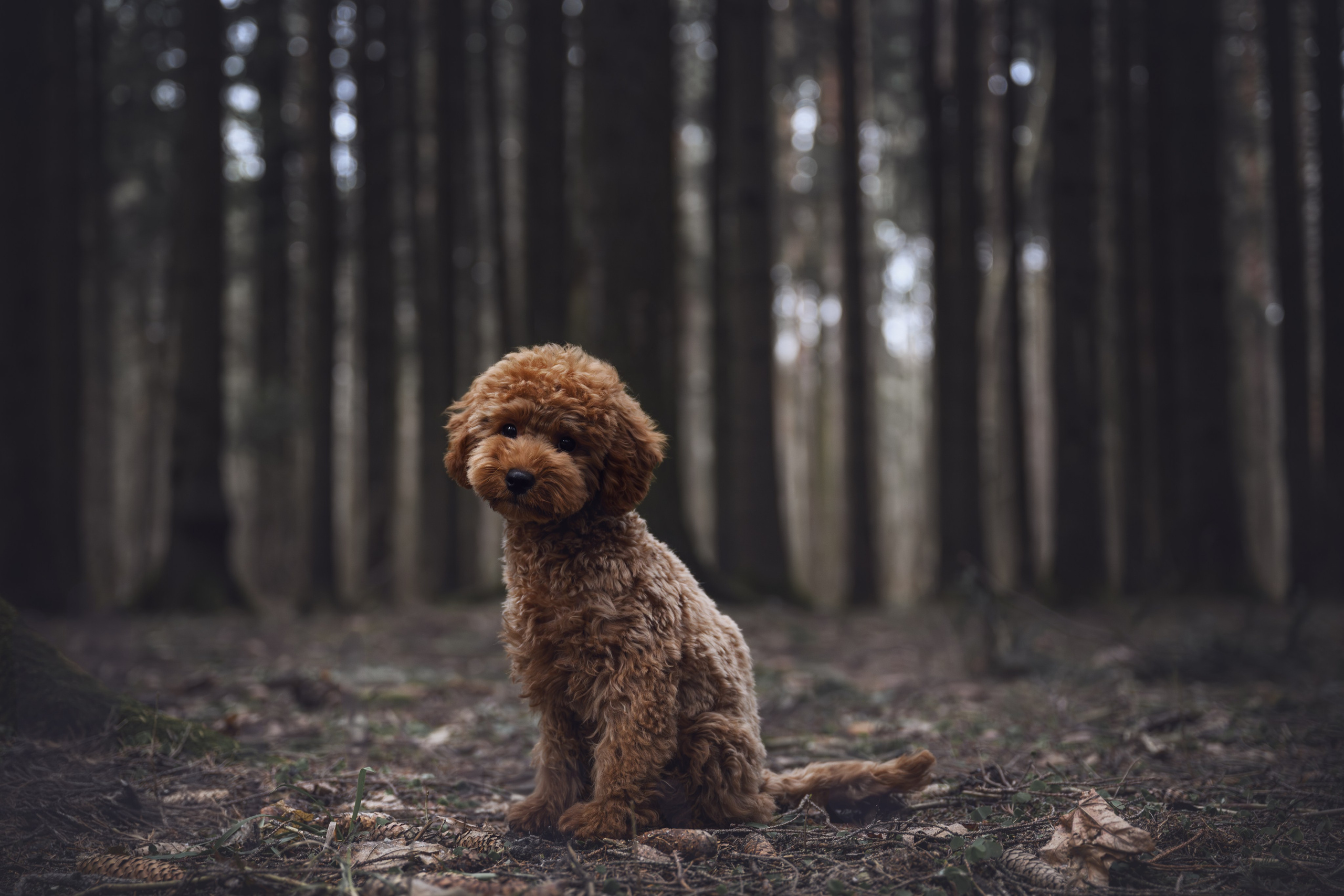 Фотограф Анималист в Москве Анастасия Жучкова
