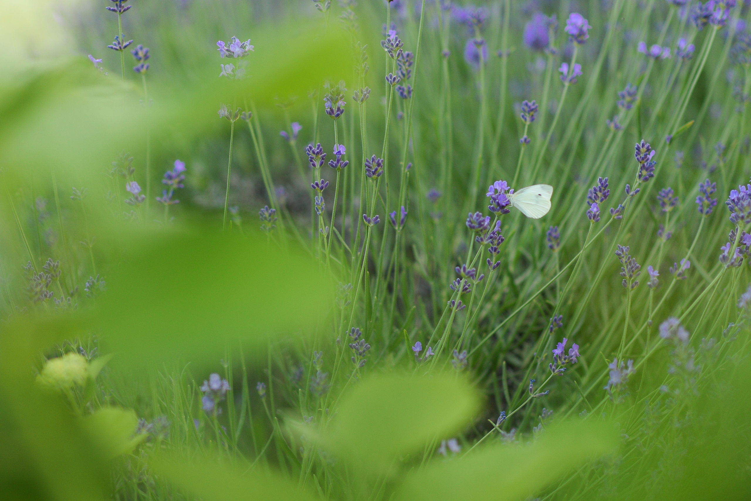 Про солнце, заблудившееся в кудряшках, и нежную любовь в жужжащих облаках. Семейный фотограф в Ростове-на-Дону Мария Панарина