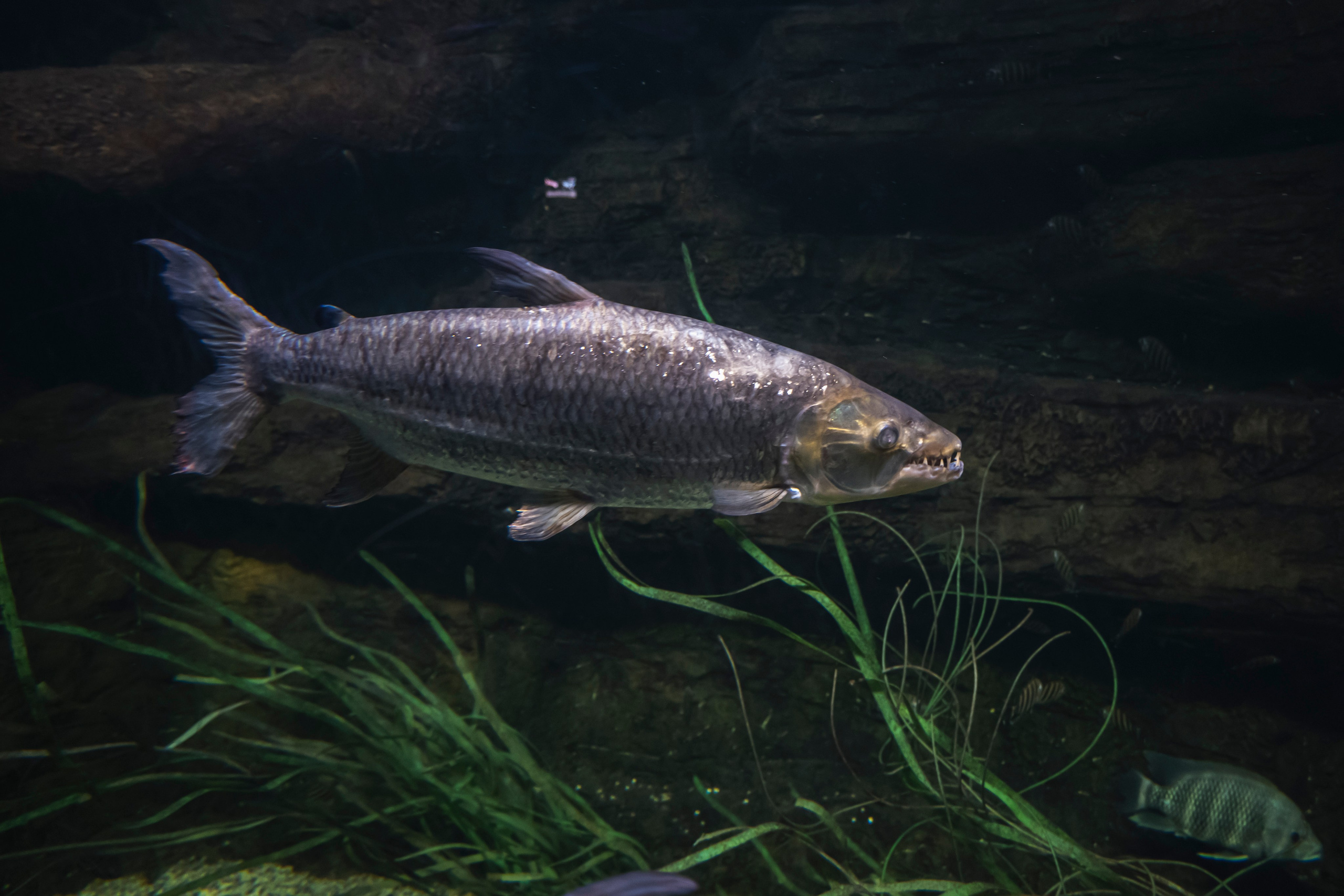 Москвариум. Фотограф Роман Адлер