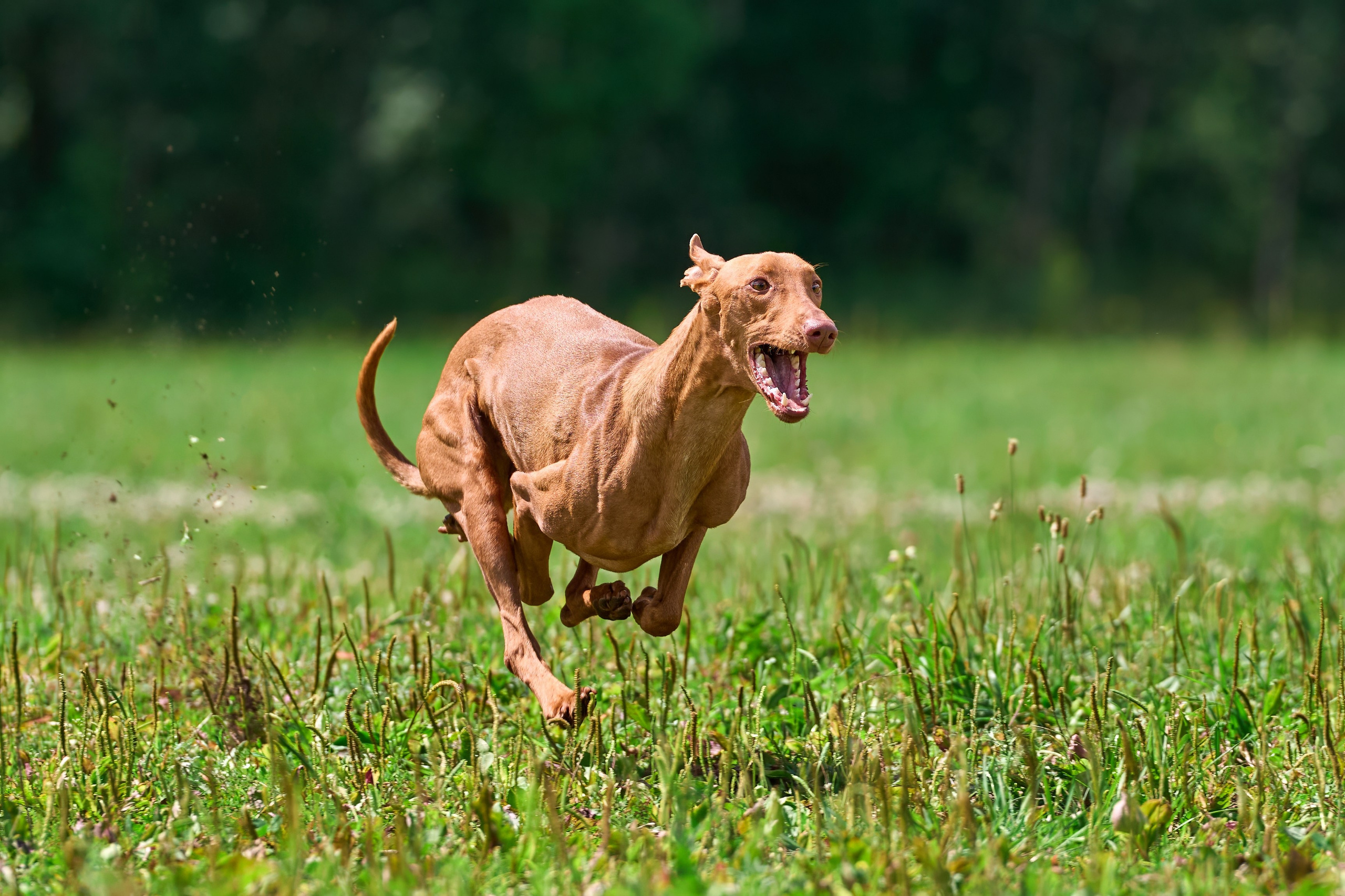 Тренировка по курсингу в Донино. Фотограф-анималист Михаил Манухин