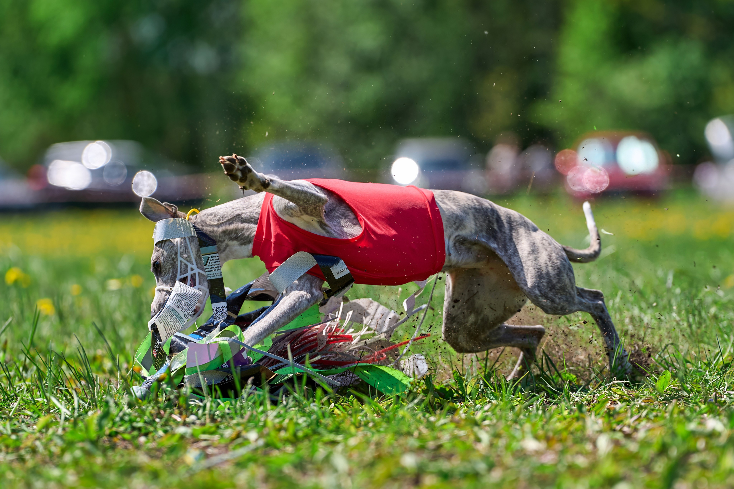 Квалификация по курсингу Донино. Фотограф-анималист Михаил Манухин