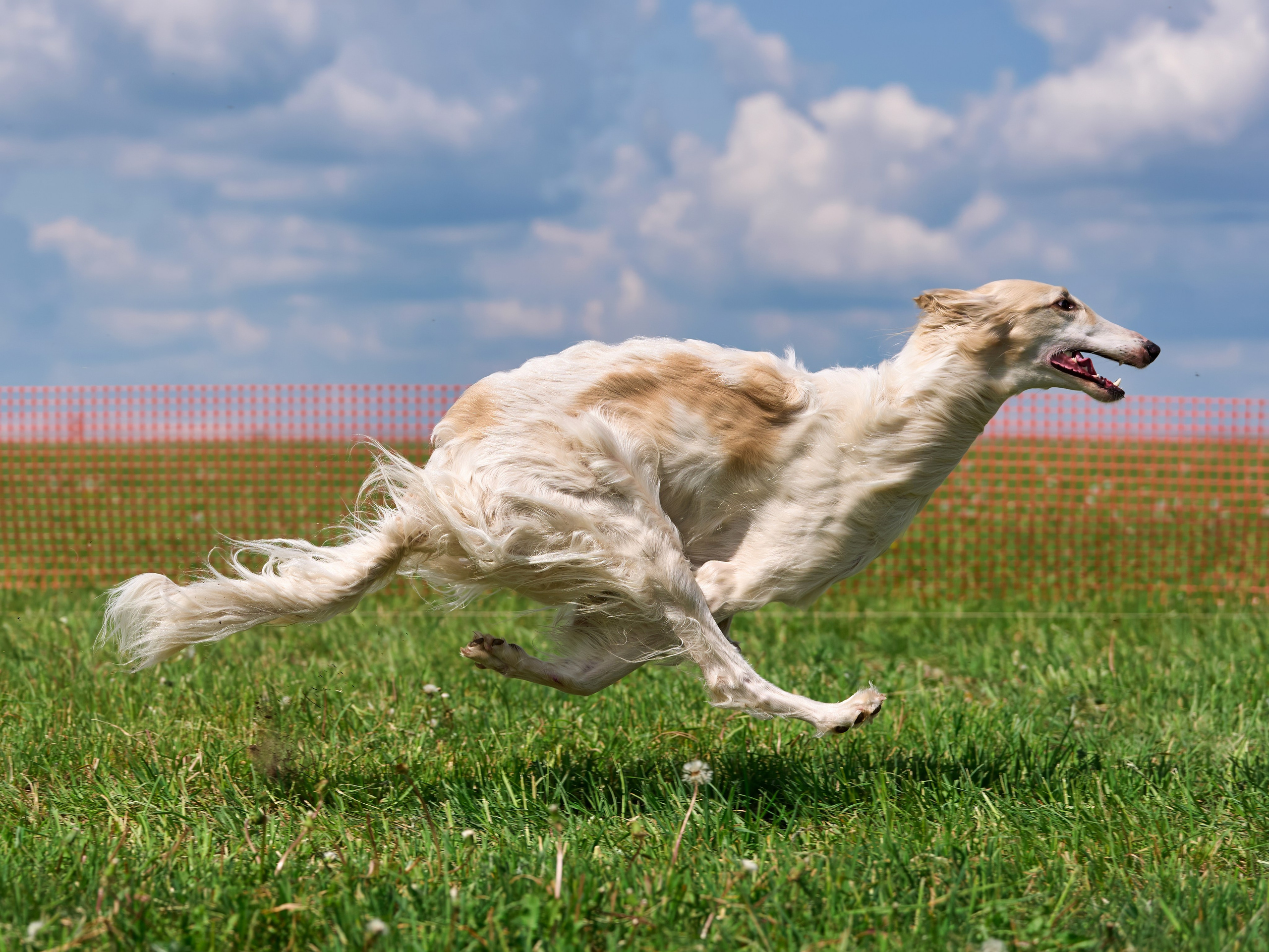 Квалификация по рейсингу. РАЛББ и Курсинг на Ярославке. Фотограф-анималист Михаил Манухин