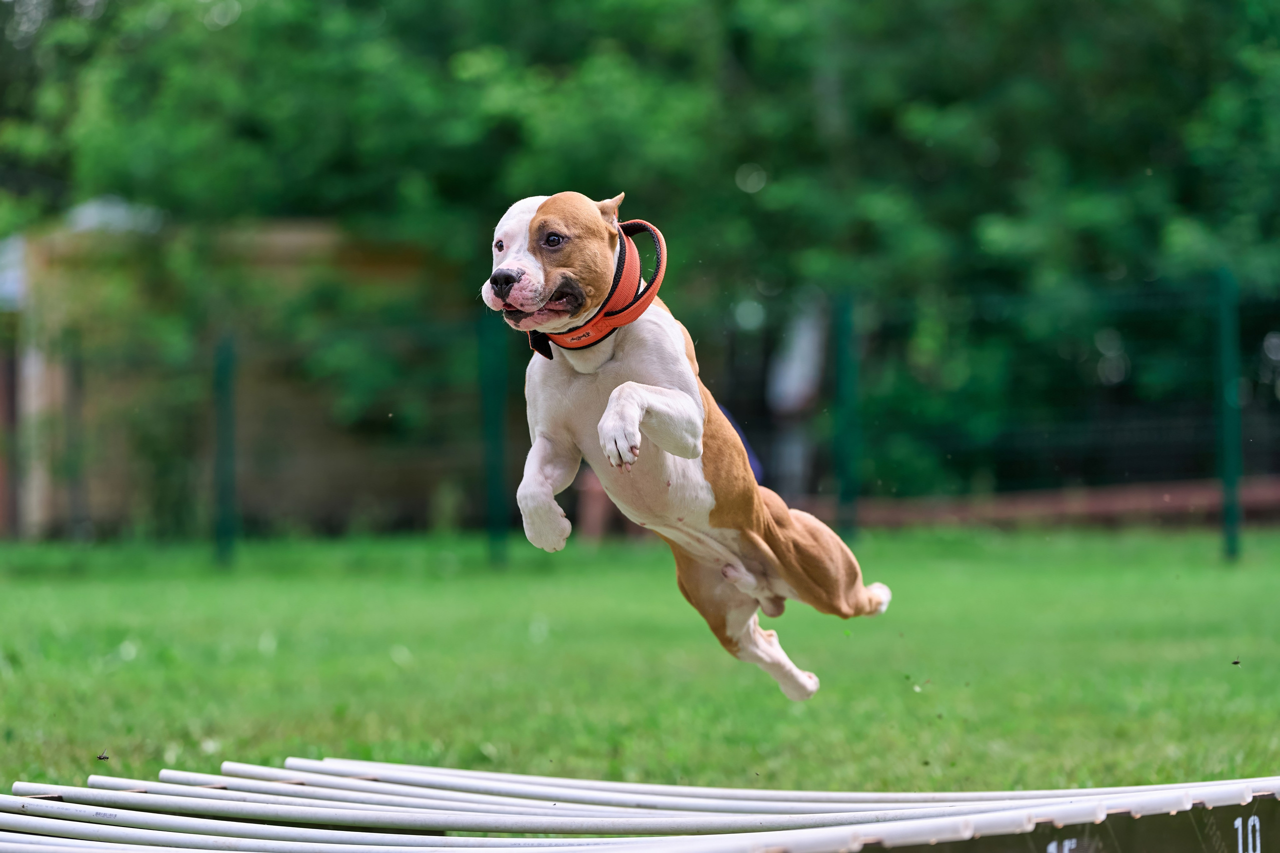 Двухдневные соревнования «Jump'n'Gym Fest — 2024». Фотограф-анималист Михаил Манухин