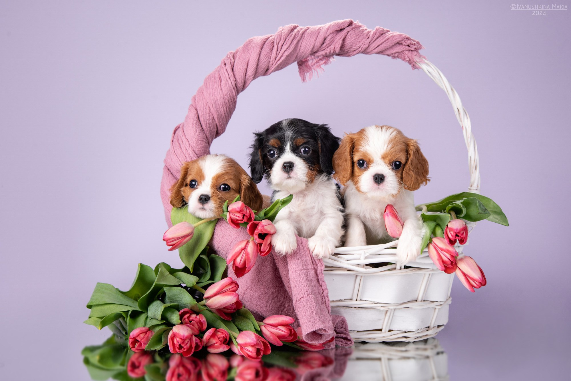 кавалер кинг чарльз спаниель щенки разных окрасов