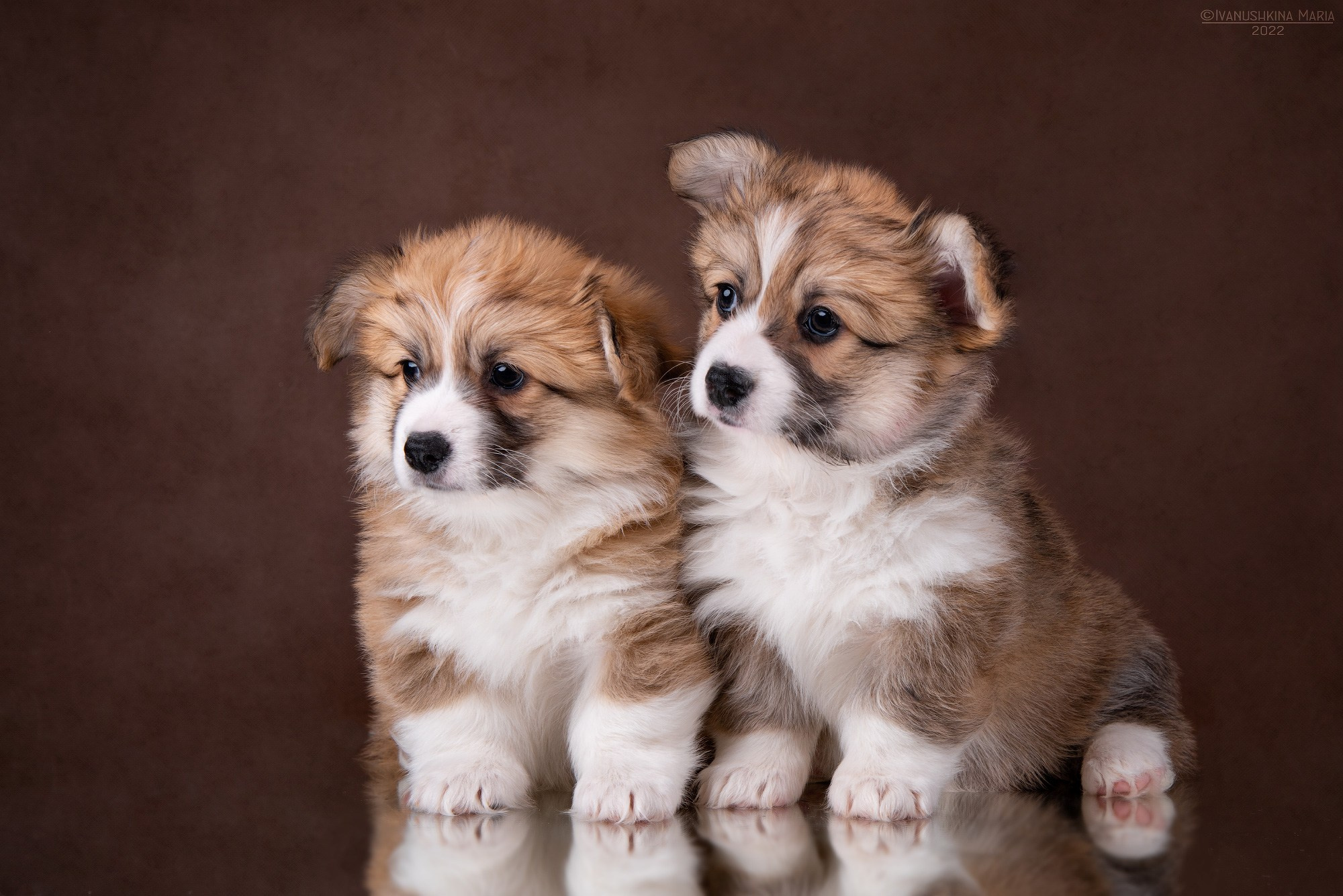 щенки вельш корги пемброка флаффи