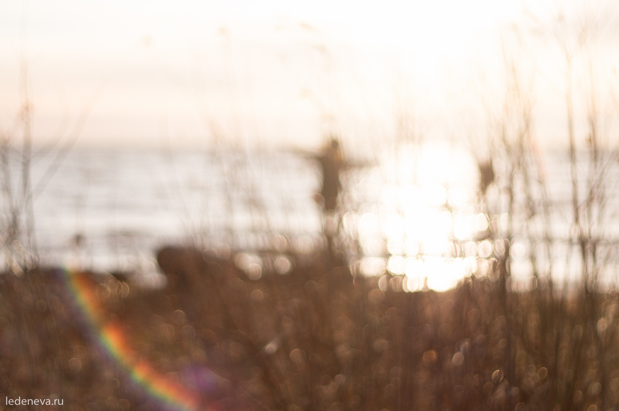 Арт проект Тарховка. Анна Леденева Фотограф
