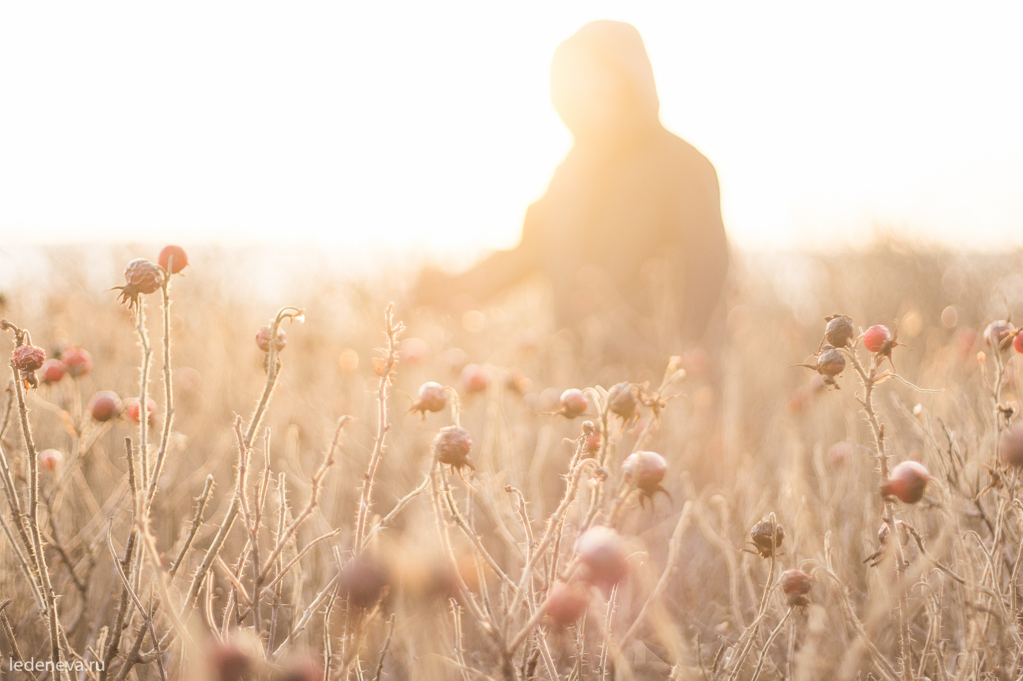 арт резиденция, санкт петербург, тарховка, фотохудожник, творческая фотография, анна леденева, арт проект