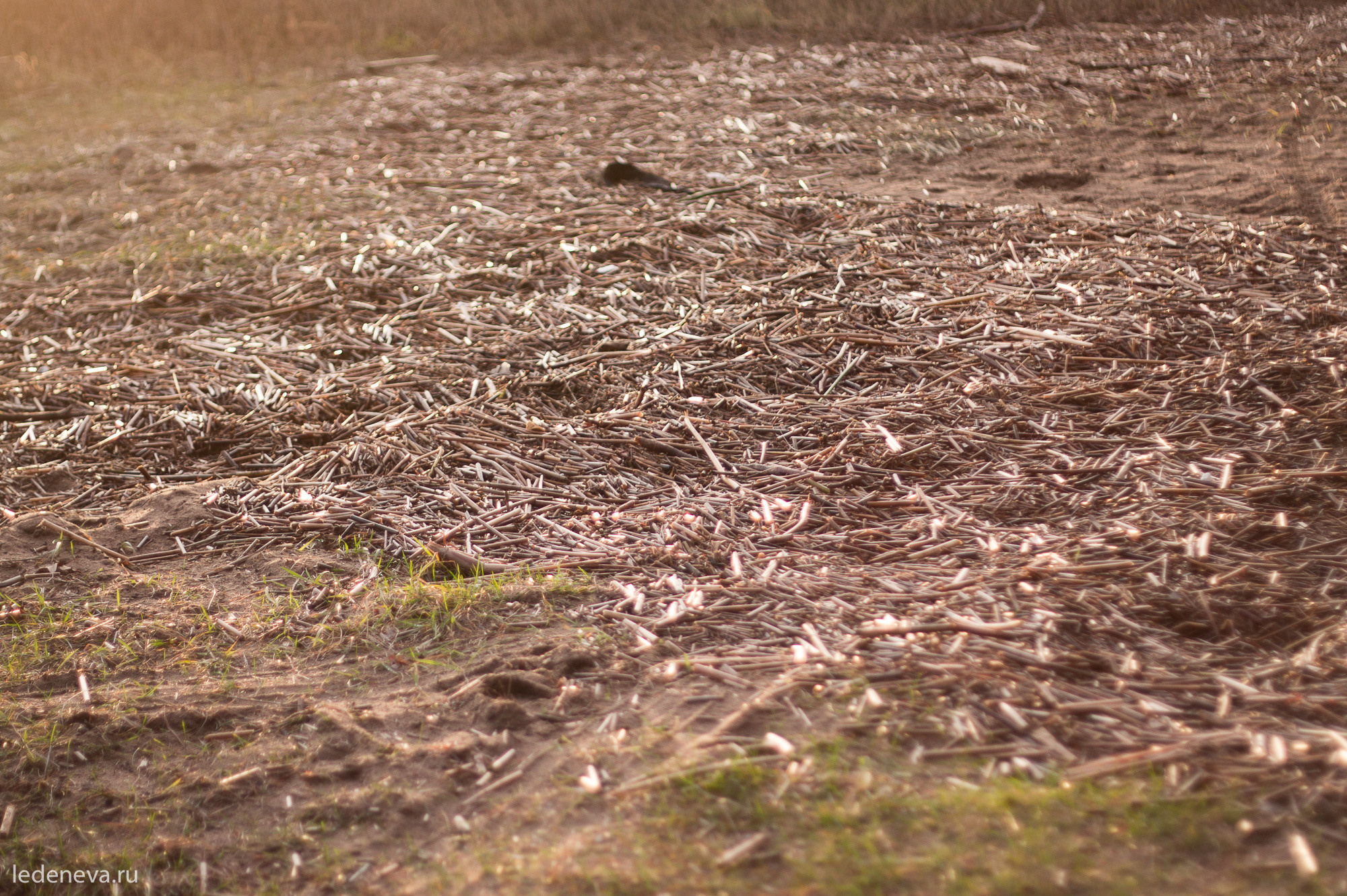 арт резиденция, санкт петербург, тарховка, фотохудожник, творческая фотография, анна леденева, арт проект