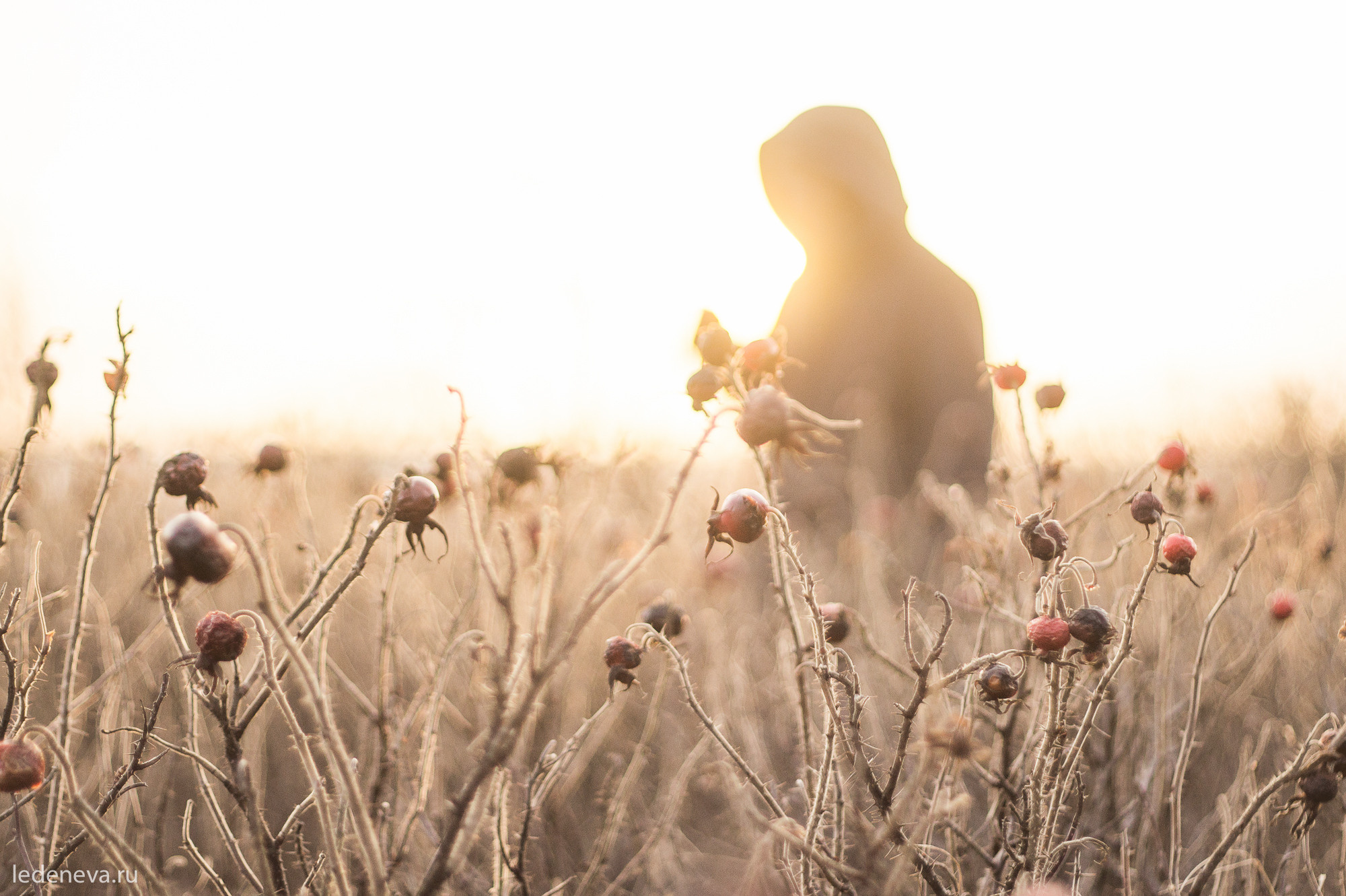 арт резиденция, санкт петербург, тарховка, фотохудожник, творческая фотография, анна леденева, арт проектарт резиденция, санкт петербург, тарховка, фотохудожник, творческая фотография, анна леденева, арт проект