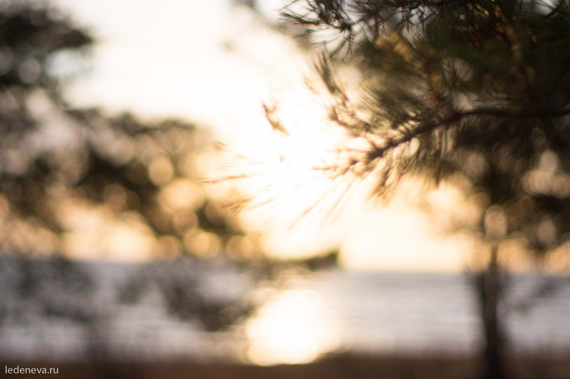 арт резиденция, санкт петербург, тарховка, фотохудожник, творческая фотография, анна леденева, арт проект