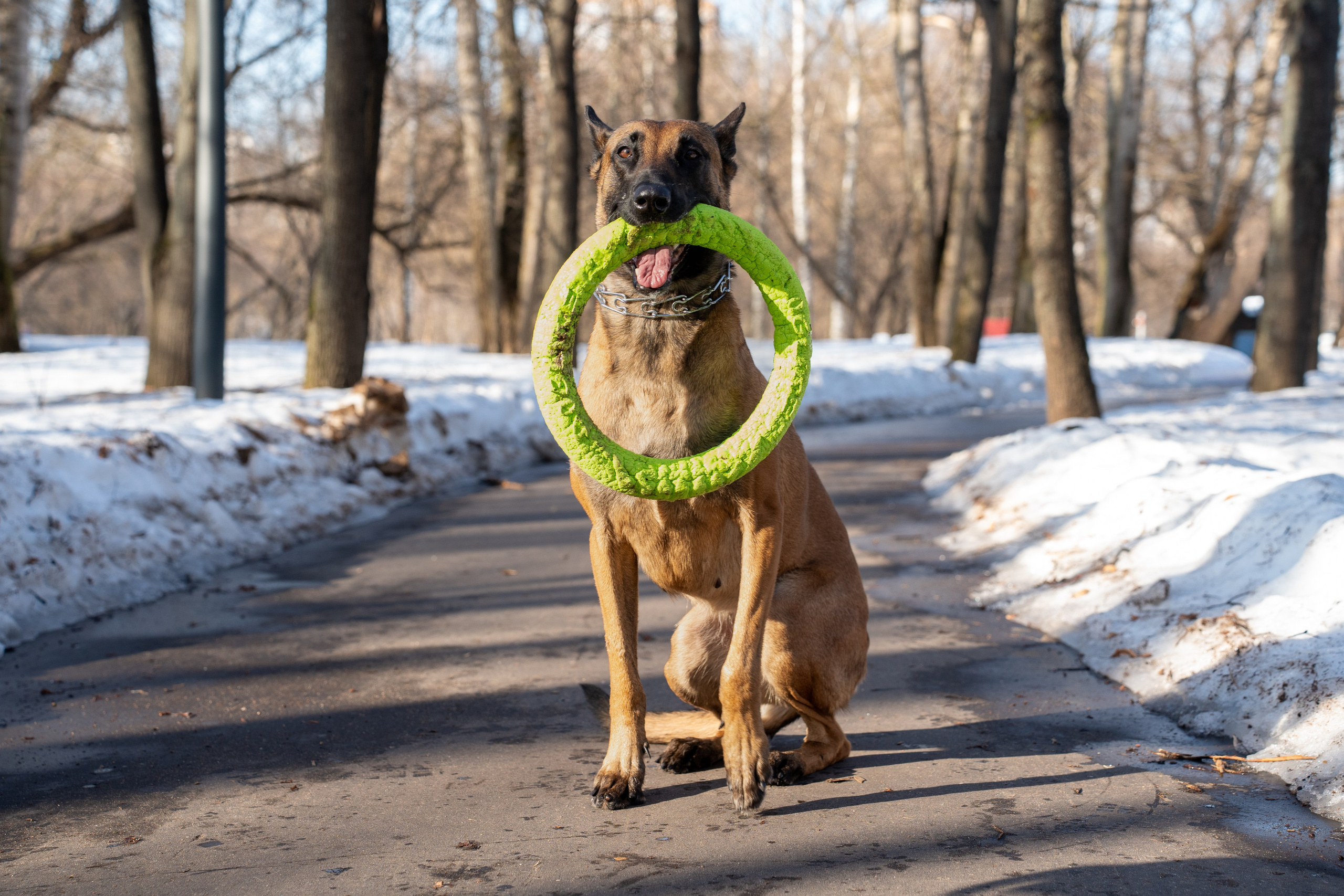 Фотограф Алиса Счастливая | Свадьбы, дети, спорт | Москва