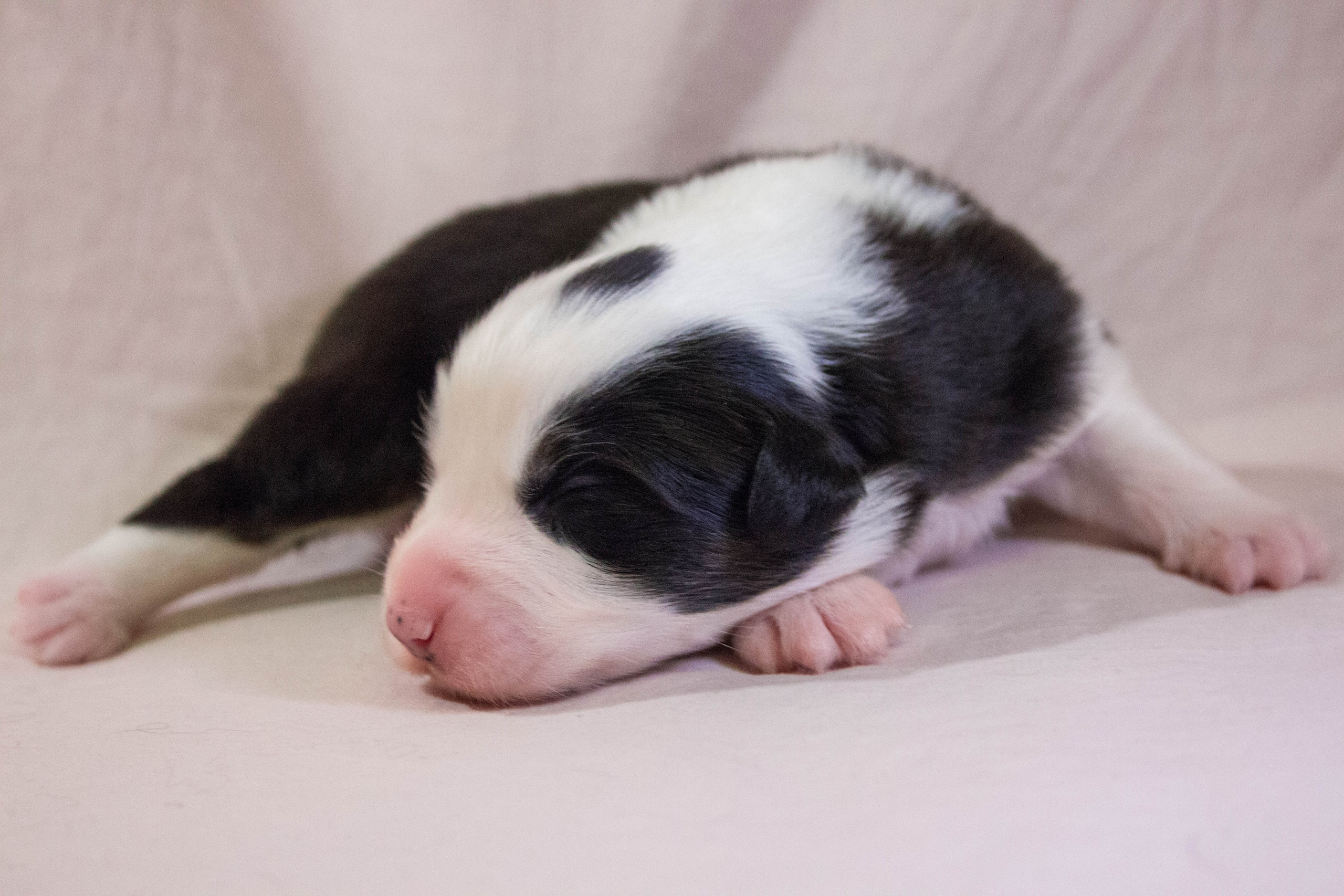 Гелий. BLGKV питомник собак