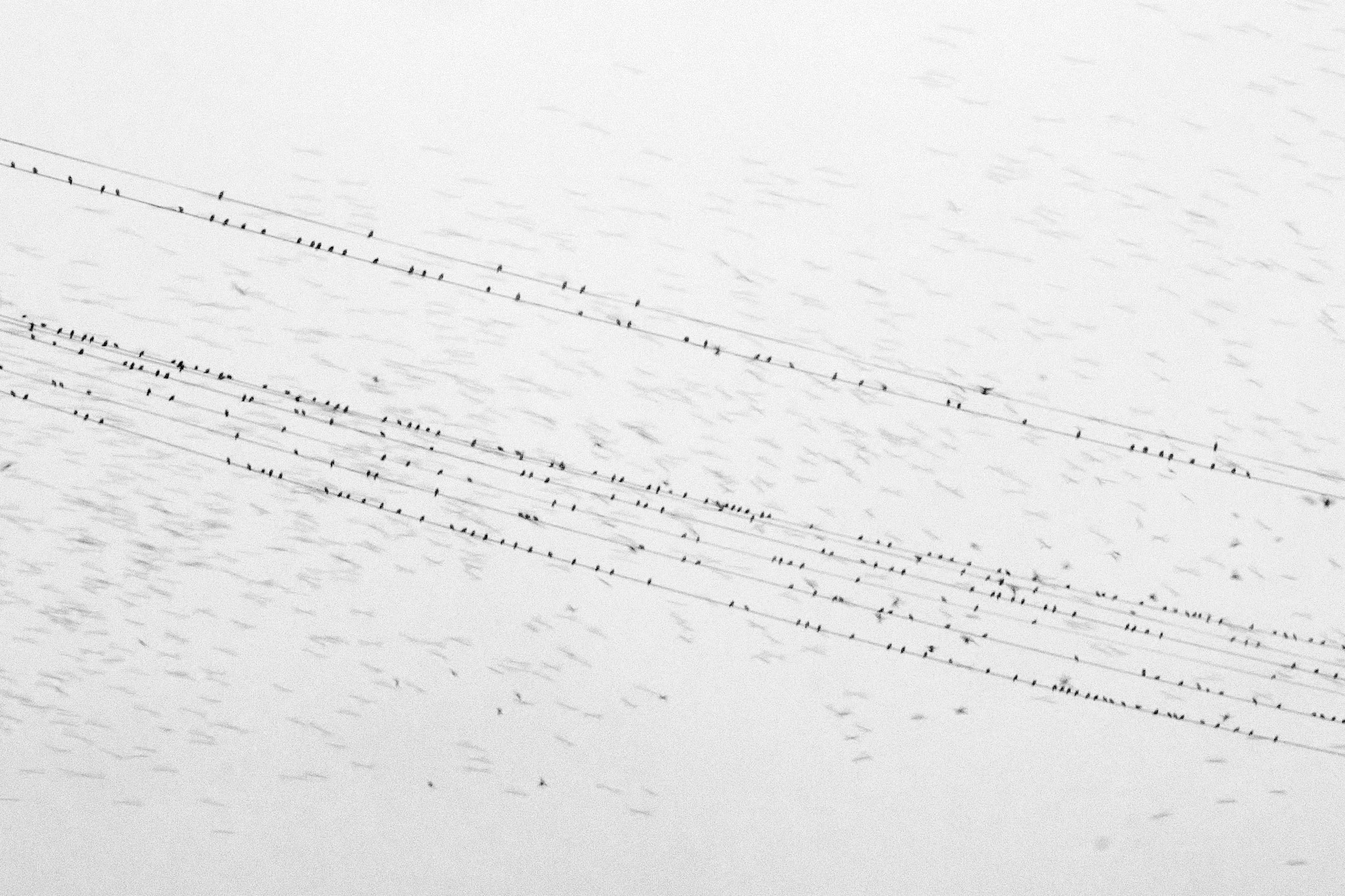 Пьюти-фьют. Игорь Скабелин