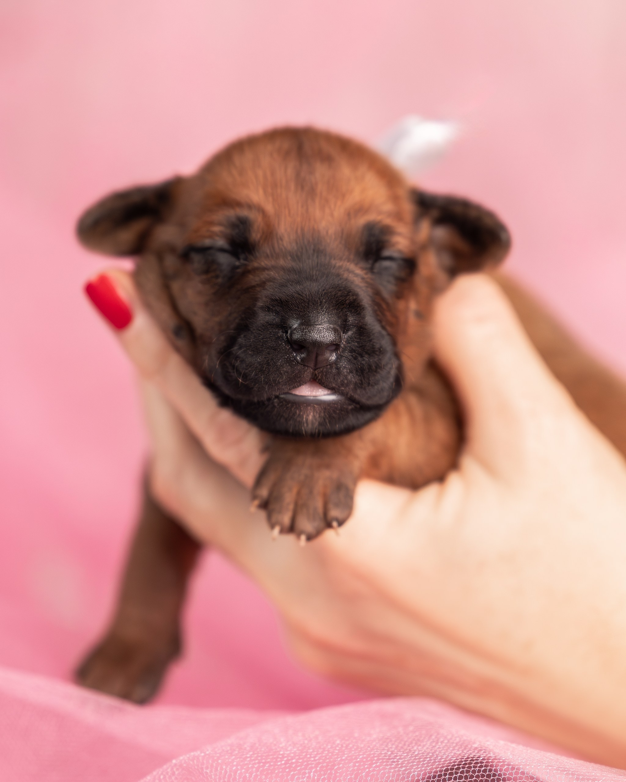 VIVA VERITAS Iz Doma Narayzi. Родезийские Риджбеки в Санкт-Петербурге