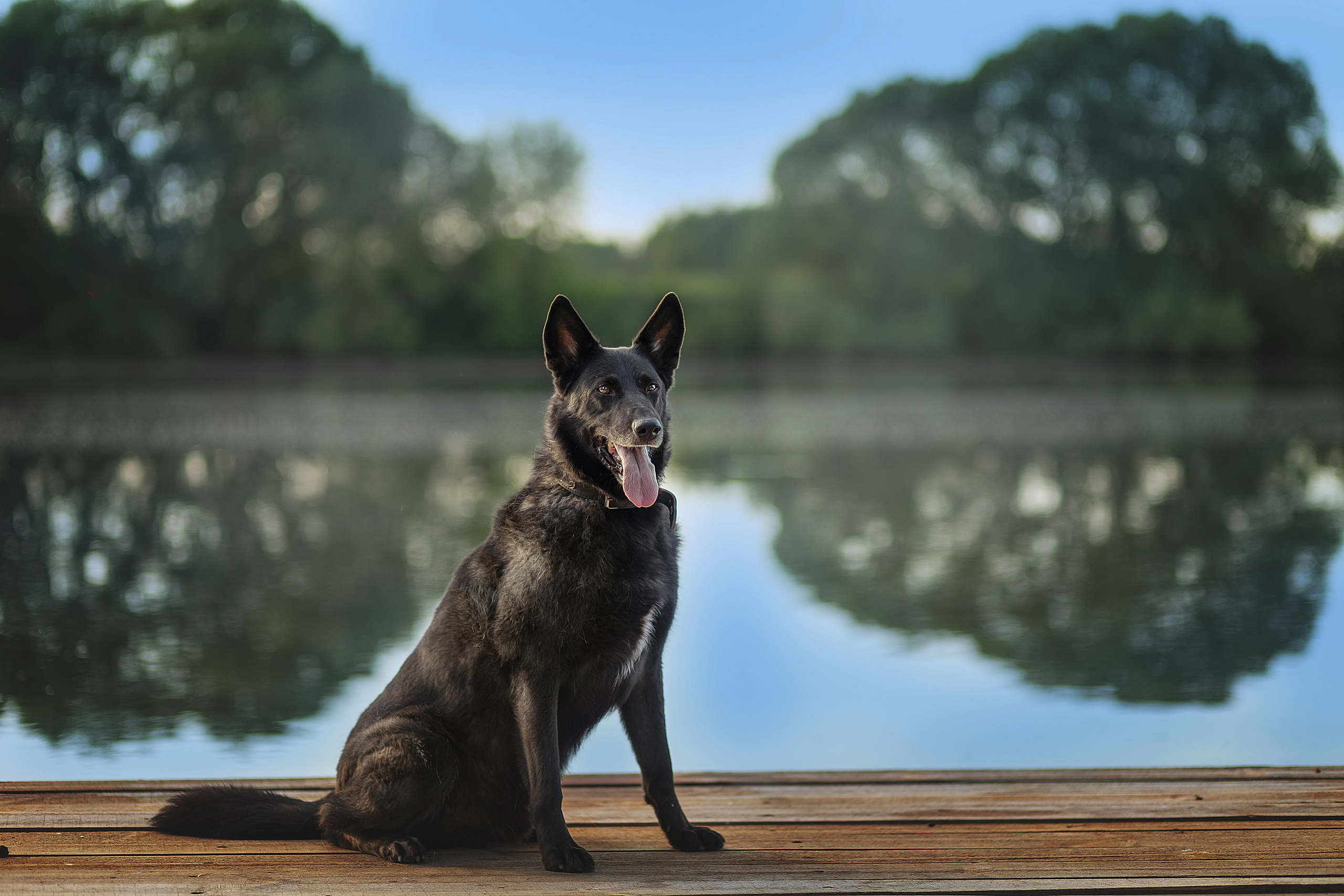 ИЩУТ ДОМ. Фотограф-анималист в Москве и Подмосковье