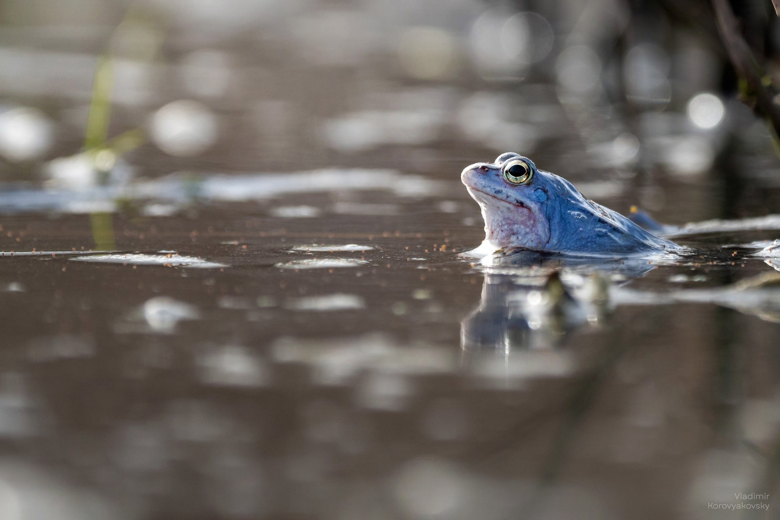 Животные. Фотограф Владимир Коровяковский
