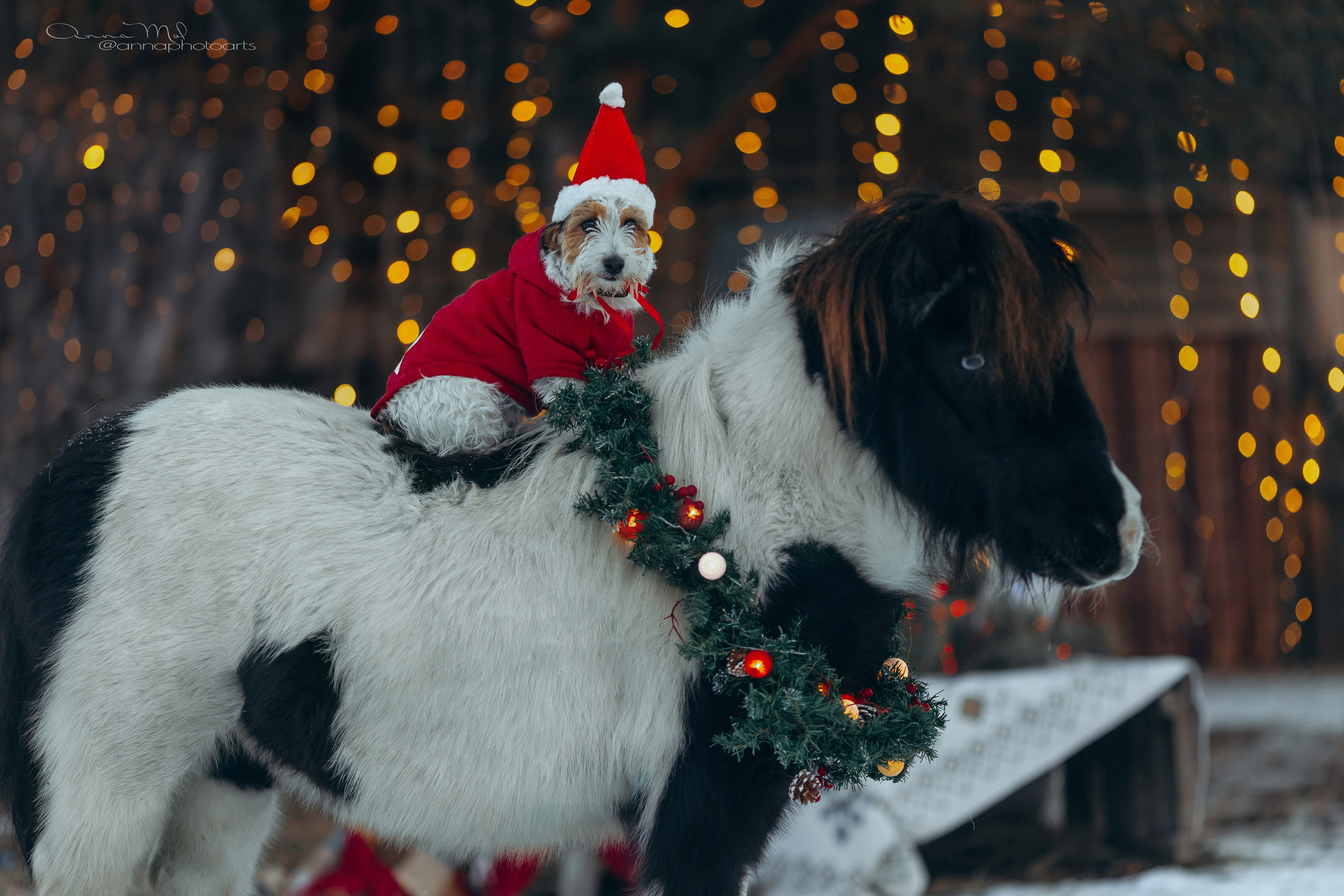 Тариф новогодний 2024. Анна Молчанова конный фотограф в Тюмени | фотосессии с лошадьми Тюмень