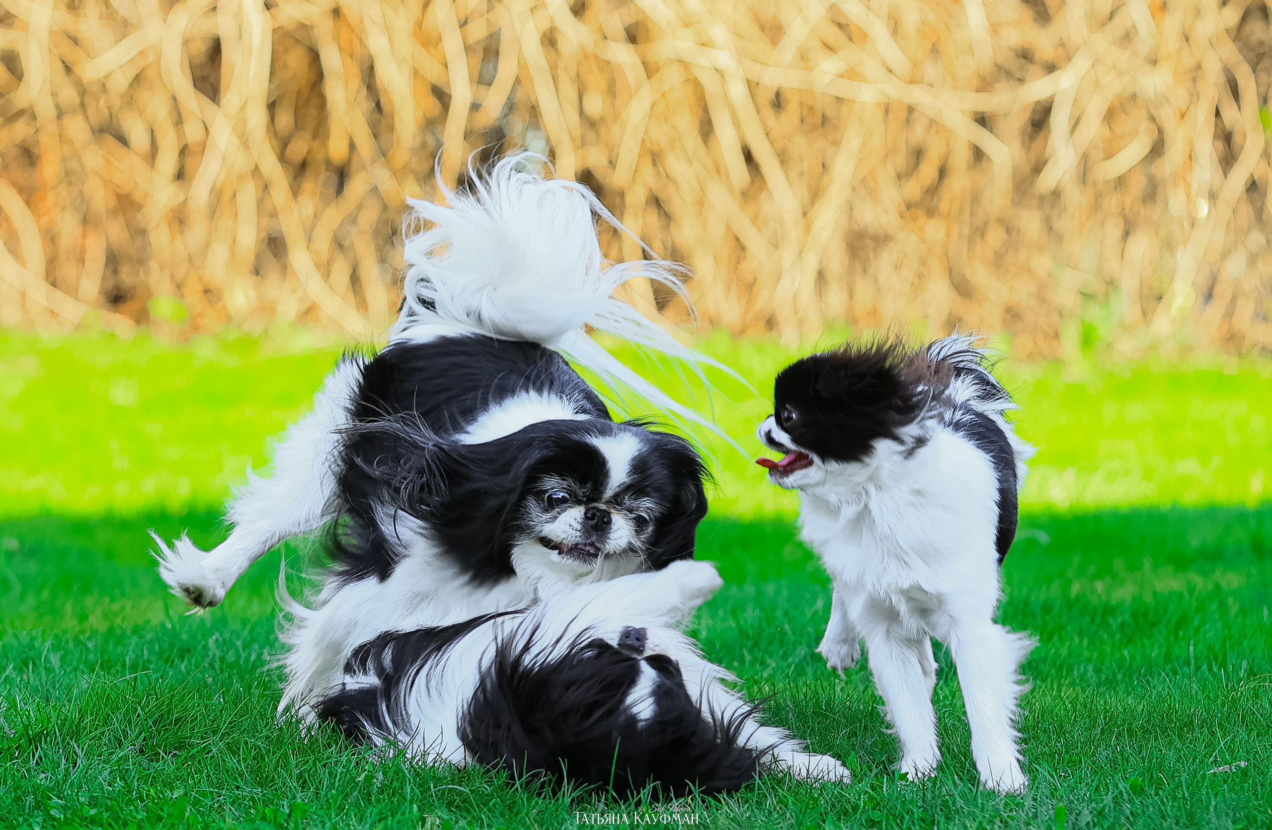 Японский хин, фотография японский хин, собака в цветах, красивая собака, фотограф анималист, фотокурс Анималистика, научиться фотографировать собак, фотограф Новосибирск