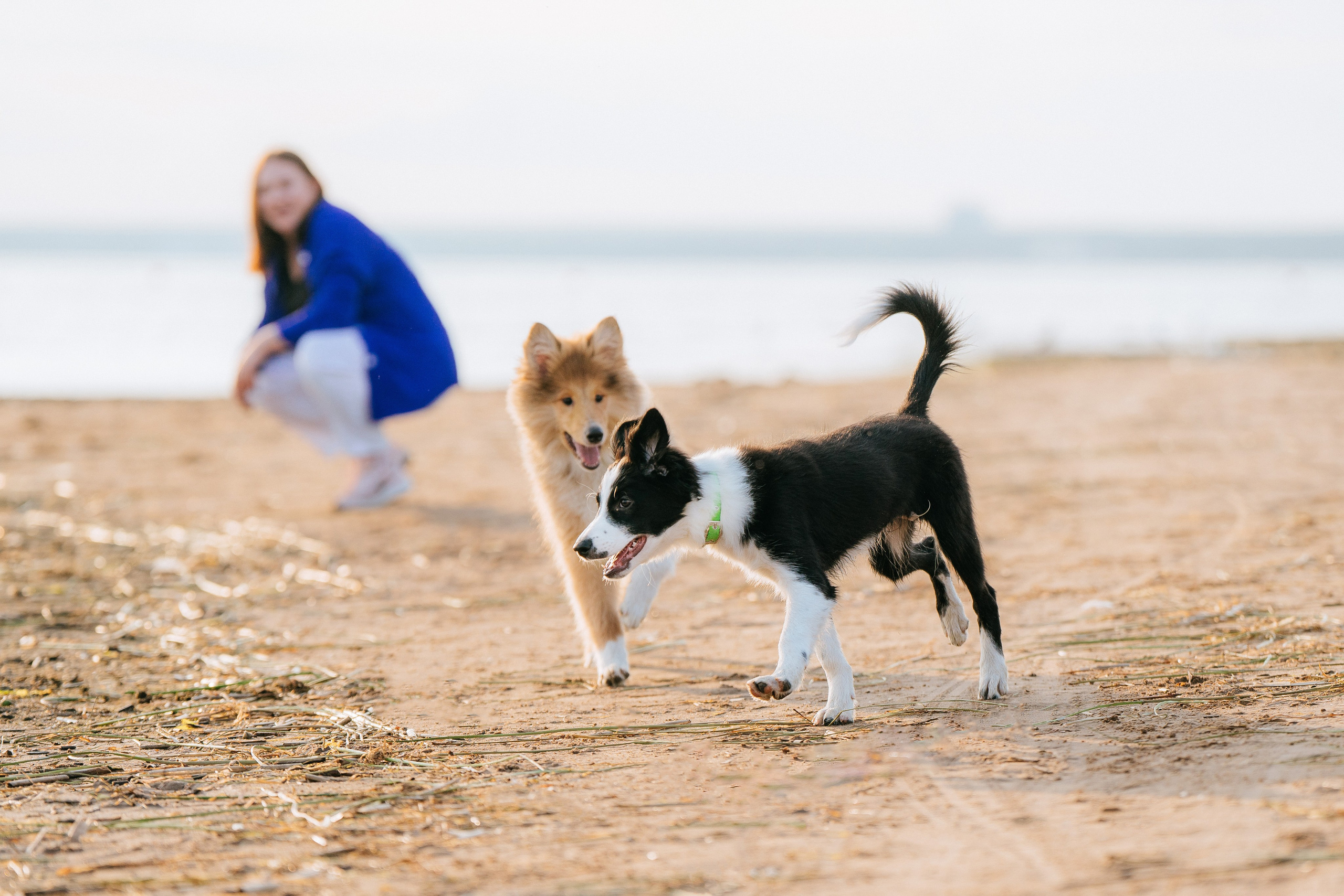 Фотосессия со щенками колли. Фотограф анималист в Спб недорого Олеся Майорова