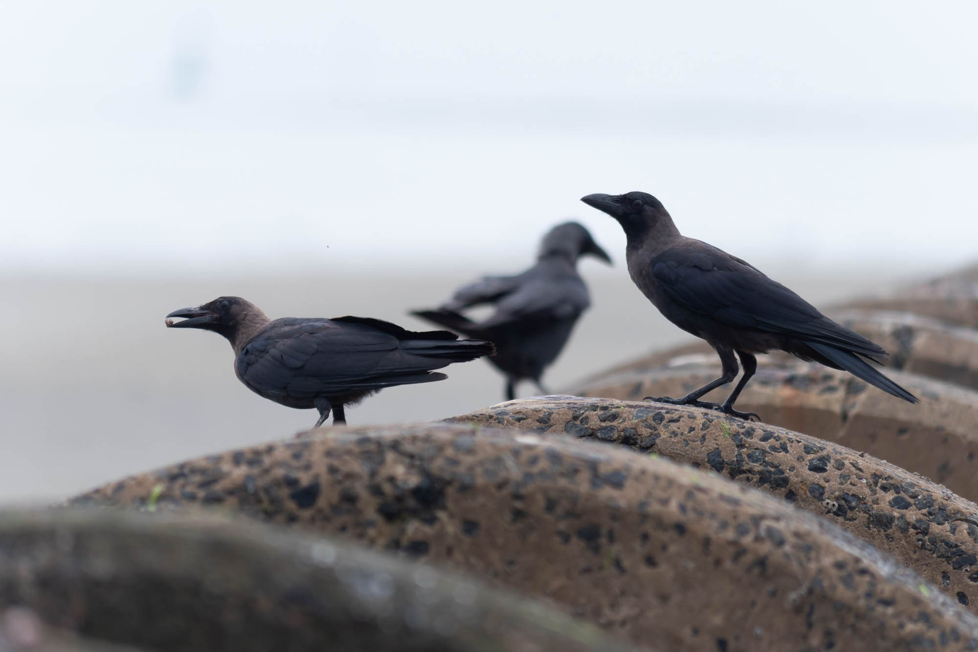 Танзания, Дар эс Салам. Tanzania, Dar es Salaam. Фотограф Алексей Скоробогатько