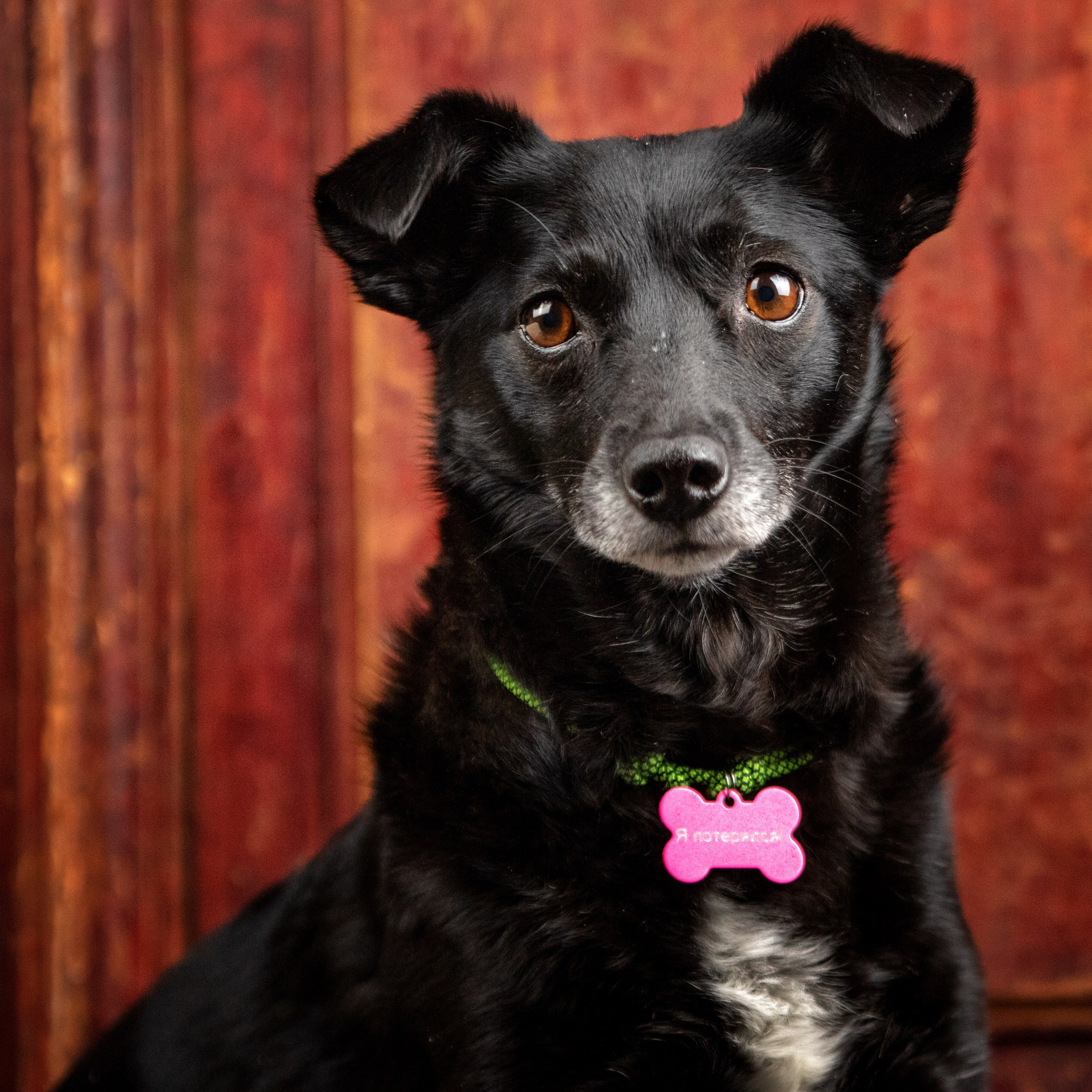 Рождественская история Бусинки. Фотограф-анималист Юлия Зубкова