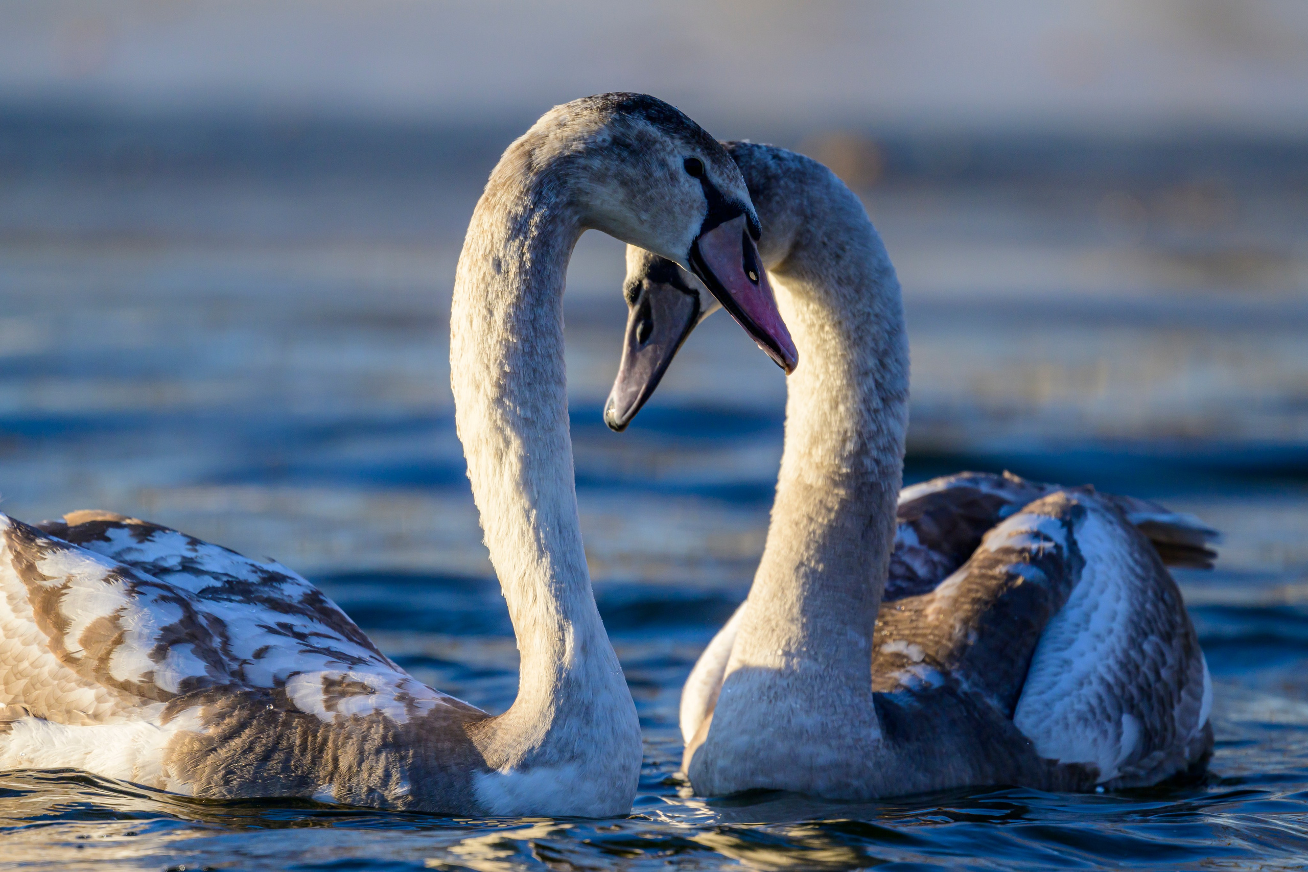 Нырки, пеганки, лебеди. Pochards, shelducks, swans. Wildlife photography by Sergey Puponin