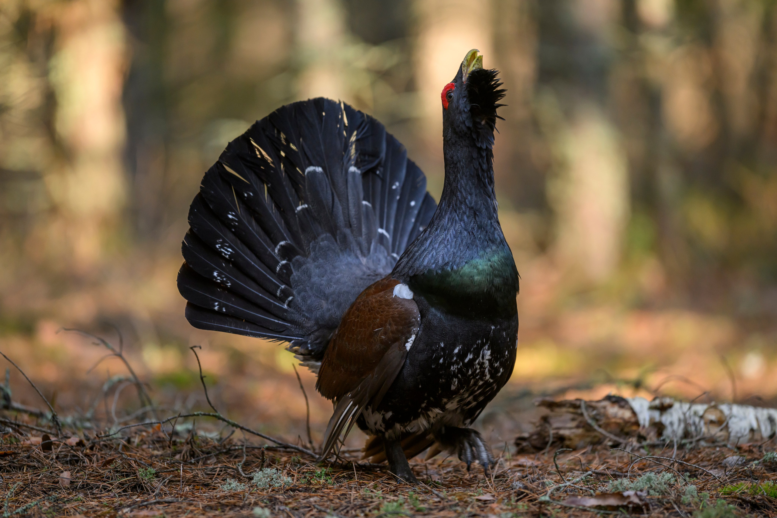 Глухарь / Wood grouse. Фотограф Сергей Пупонин