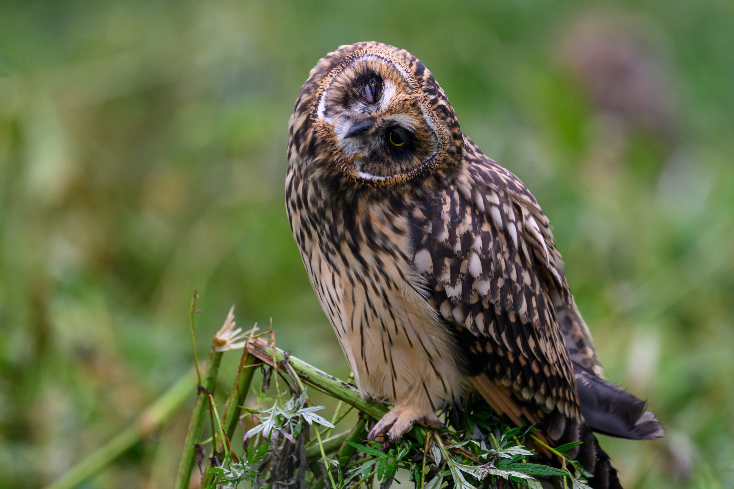 Совята и тест фотоштатива на дверь авто. Owlets and Test of DIY Window Mount. Wildlife photography by Sergey Puponin