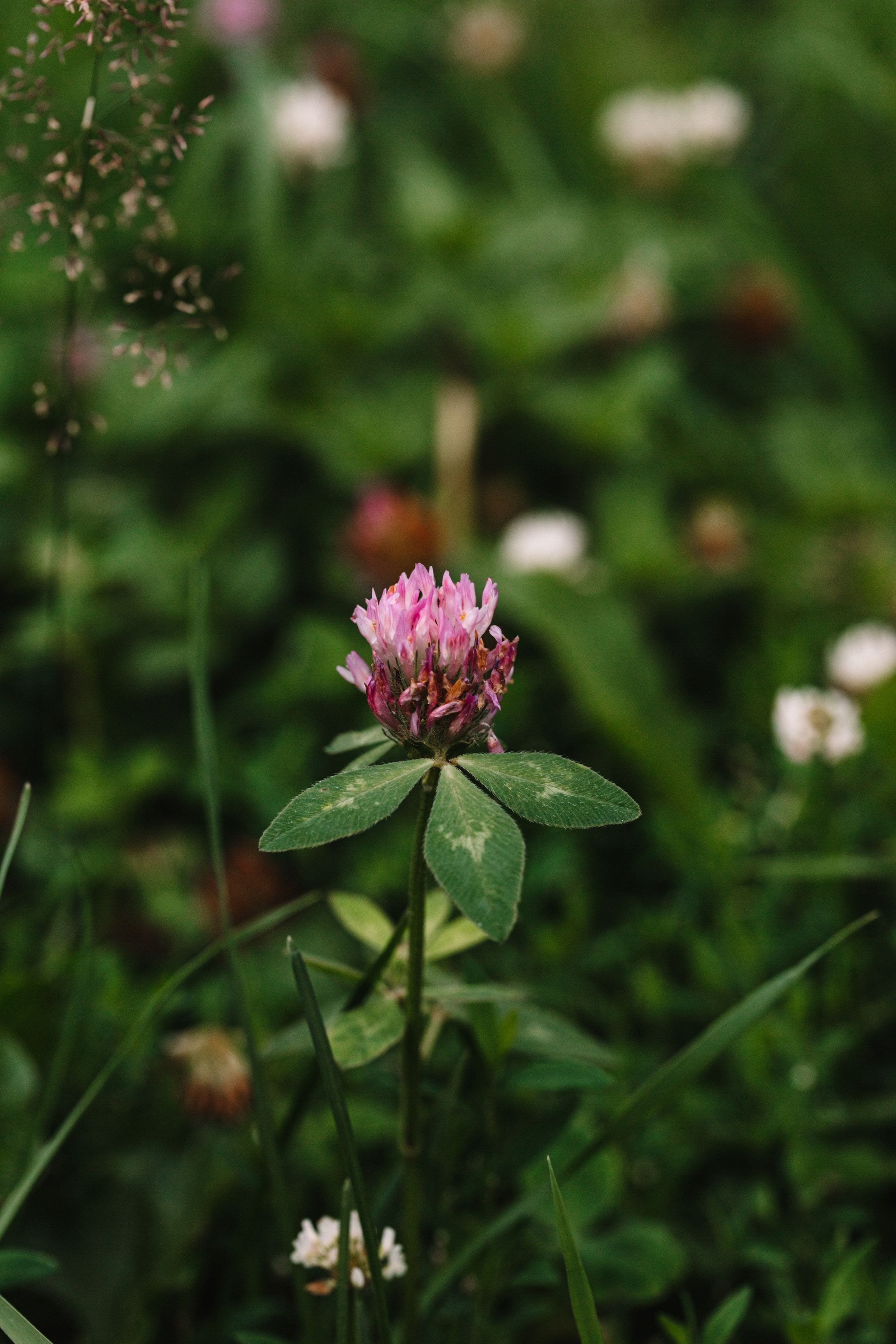 Green. Фотограф Олеся Кавлакан