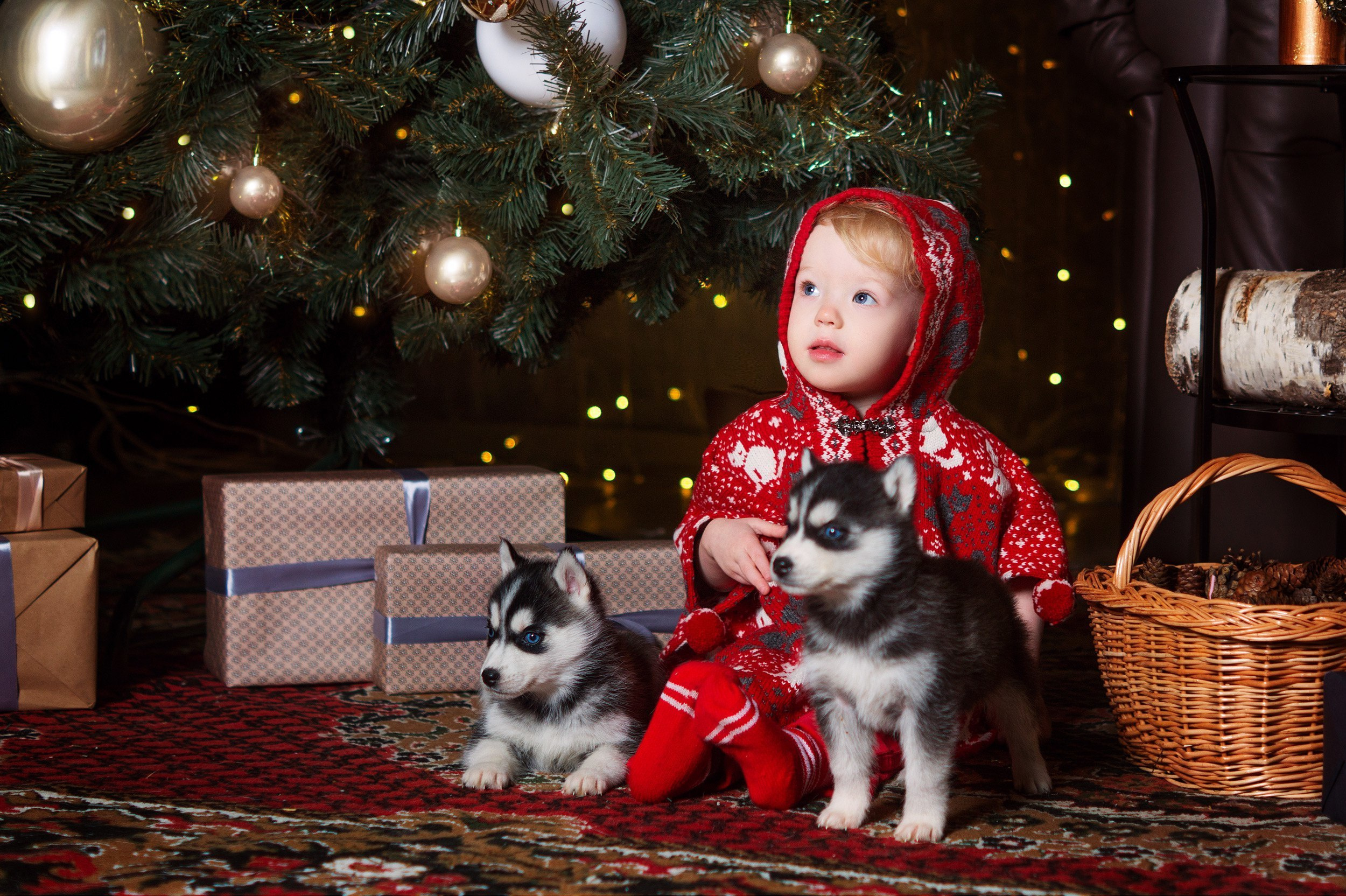 Хаски #1. Фотограф Ижевск Филипп Усков