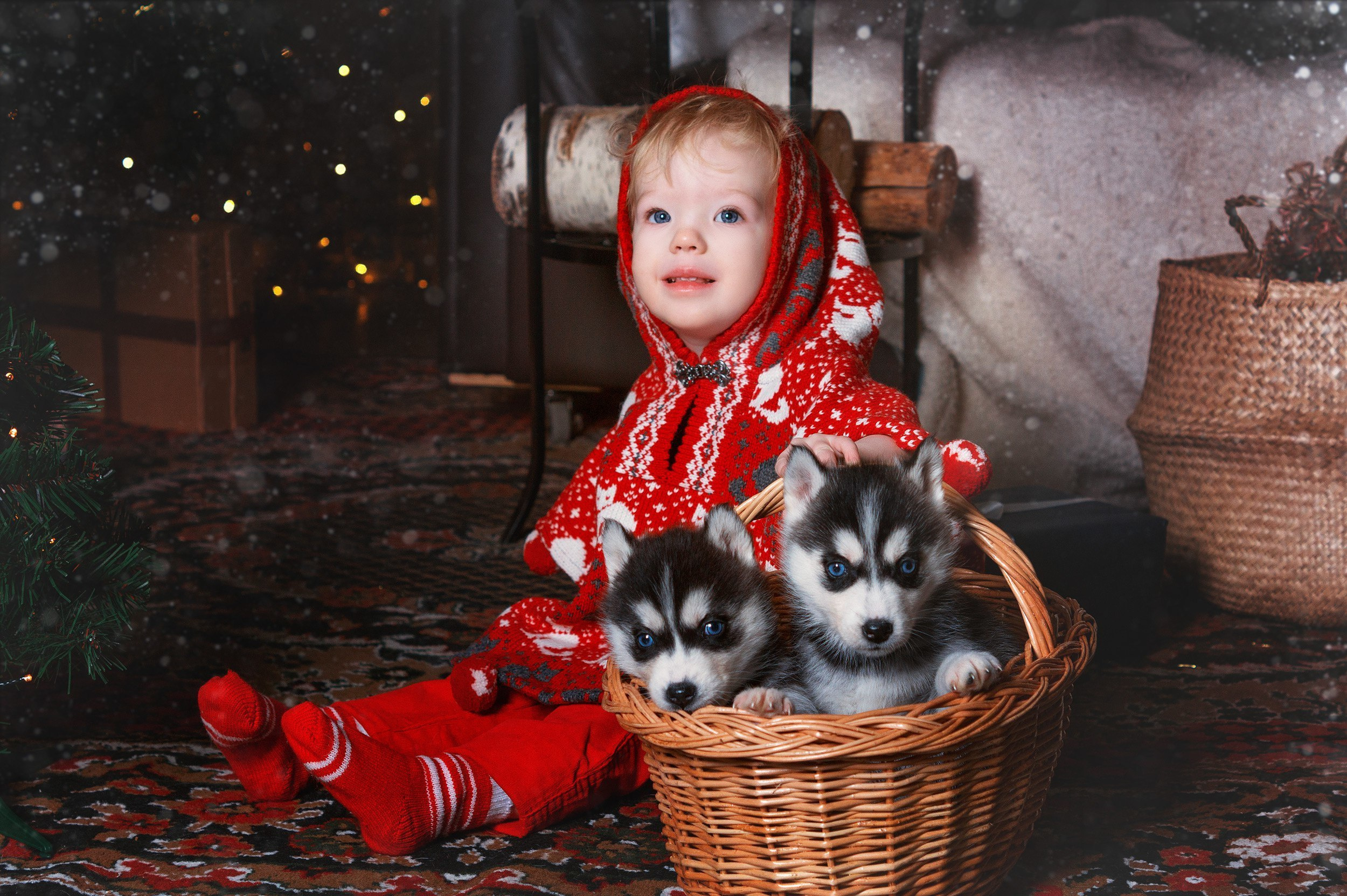 Хаски #1. Фотограф Ижевск Филипп Усков