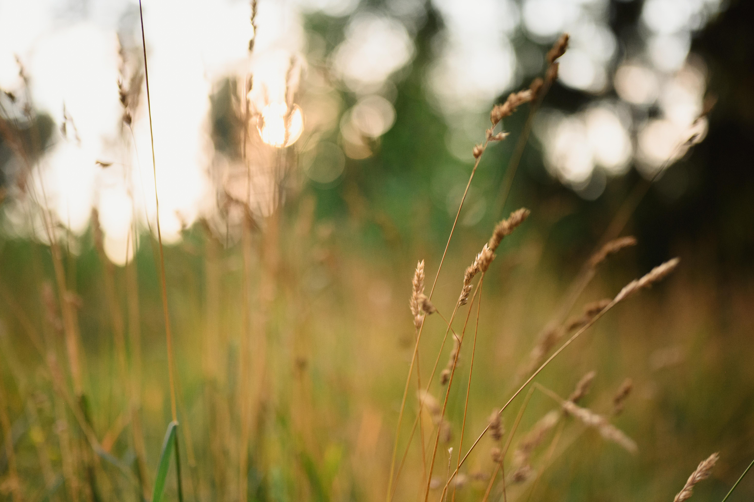 Семейная фотосессия в поле. Фотограф в Белграде Чугреева Елена