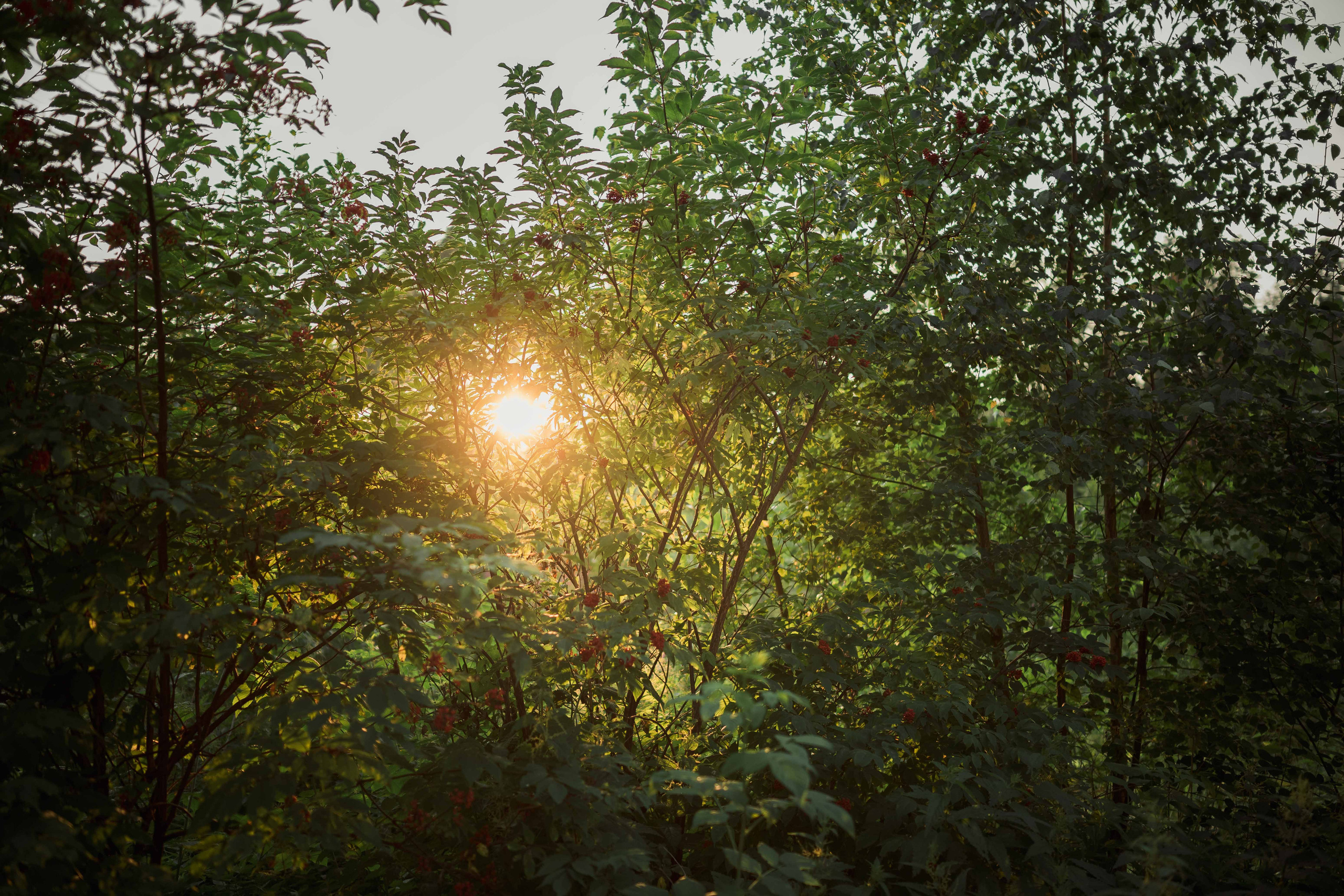 Семейная фотосессия в поле. Фотограф в Белграде Чугреева Елена