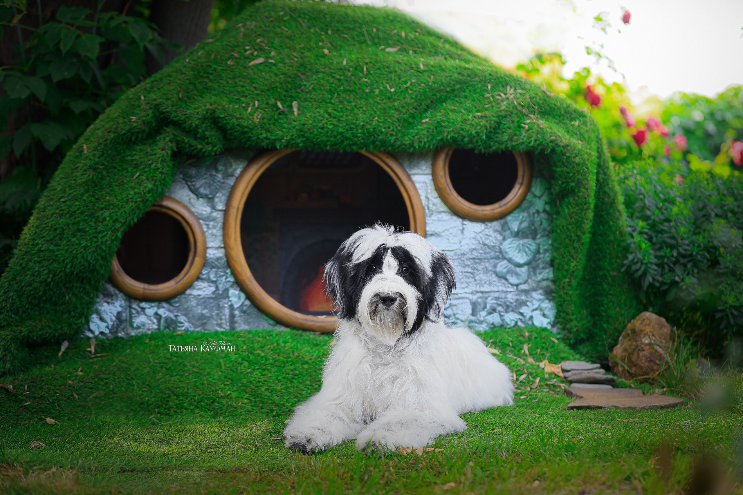 Тибетские терьеры. Фотограф Анималист из Новосибирска Татьяна Кауфман