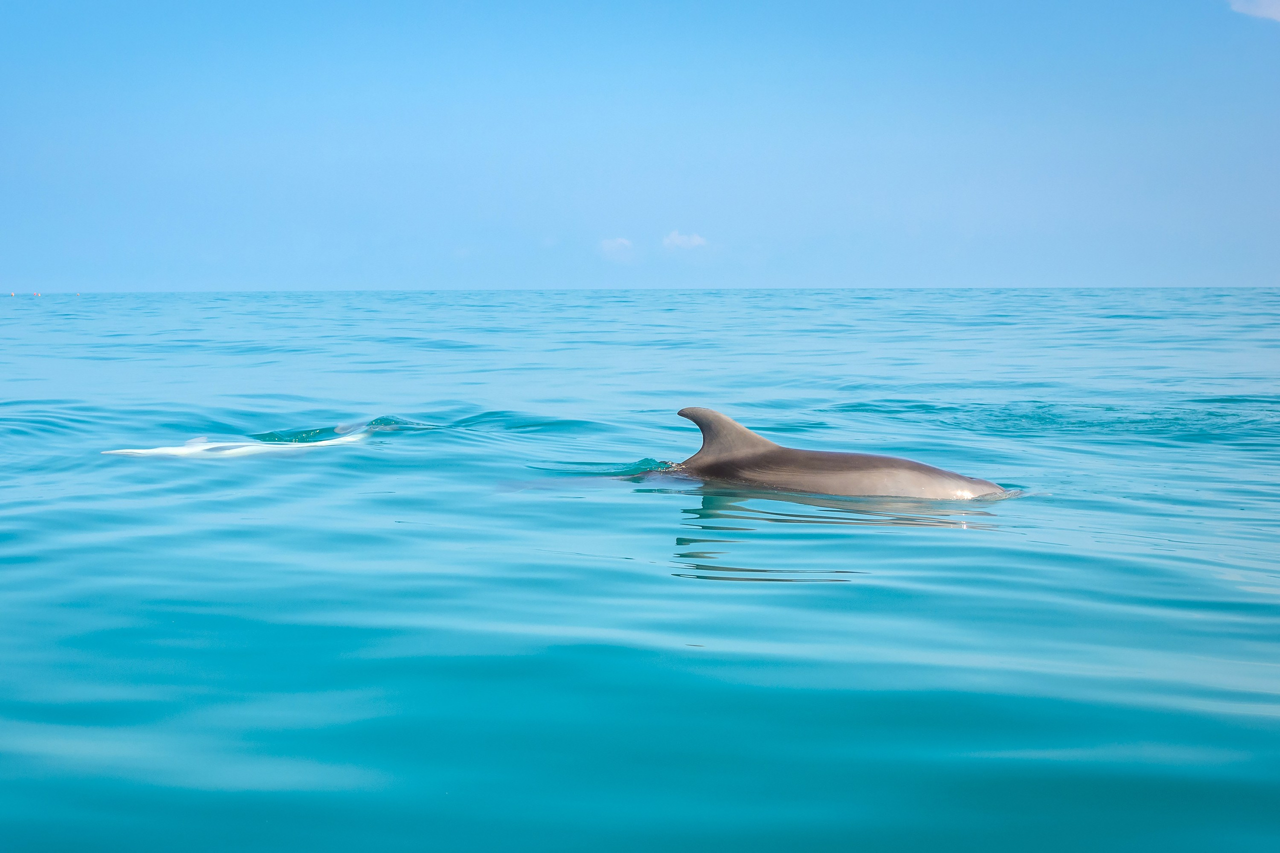 Краснодарский край, локация, фотосессия, САП, САП-прогулки, фото на САП-е, море, берег, дельфин